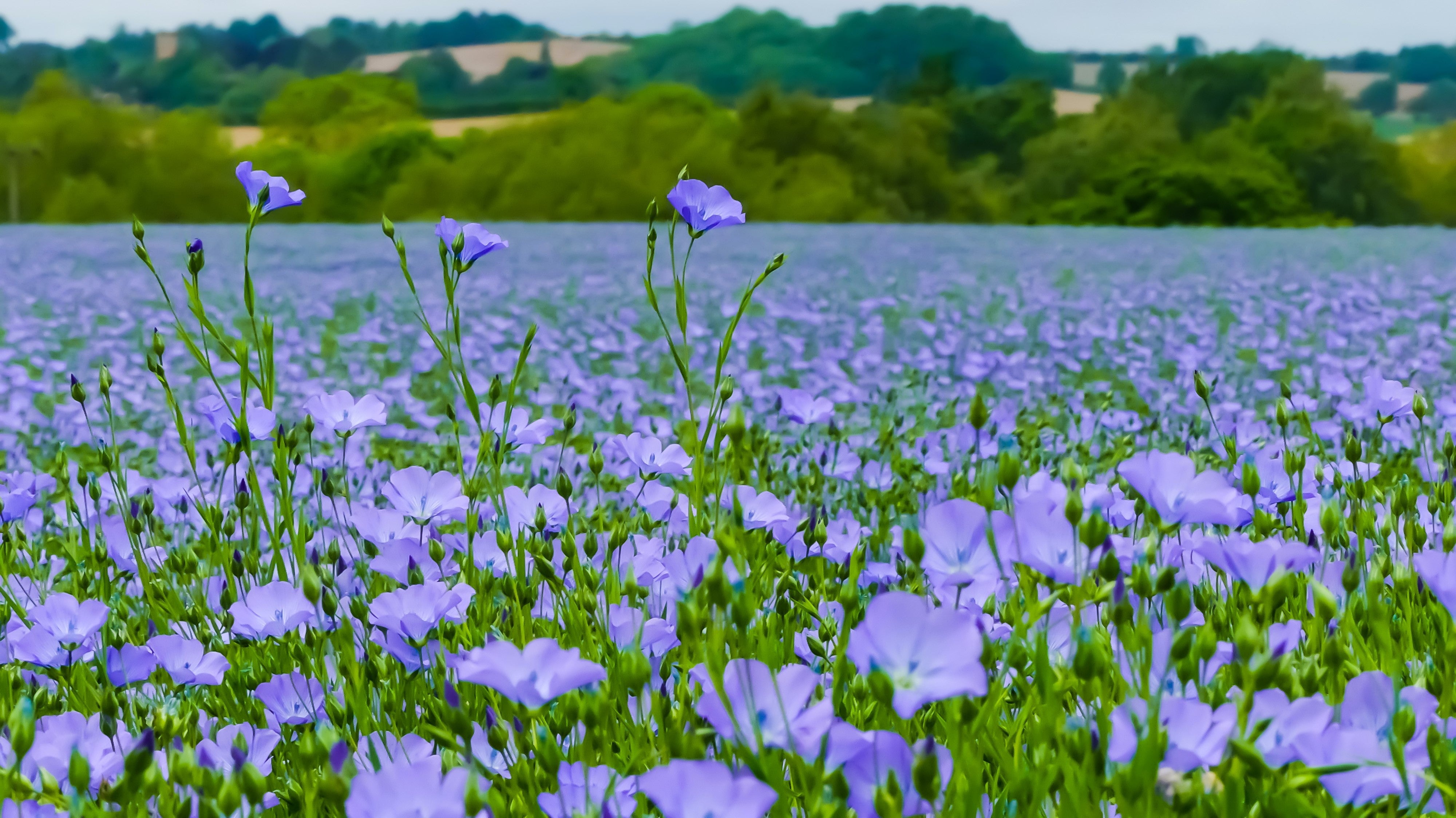 100 BLUE FLAX (Prairie Flax / Lewis Blue Flax) Linum Perenne Lewisii Flower Seeds