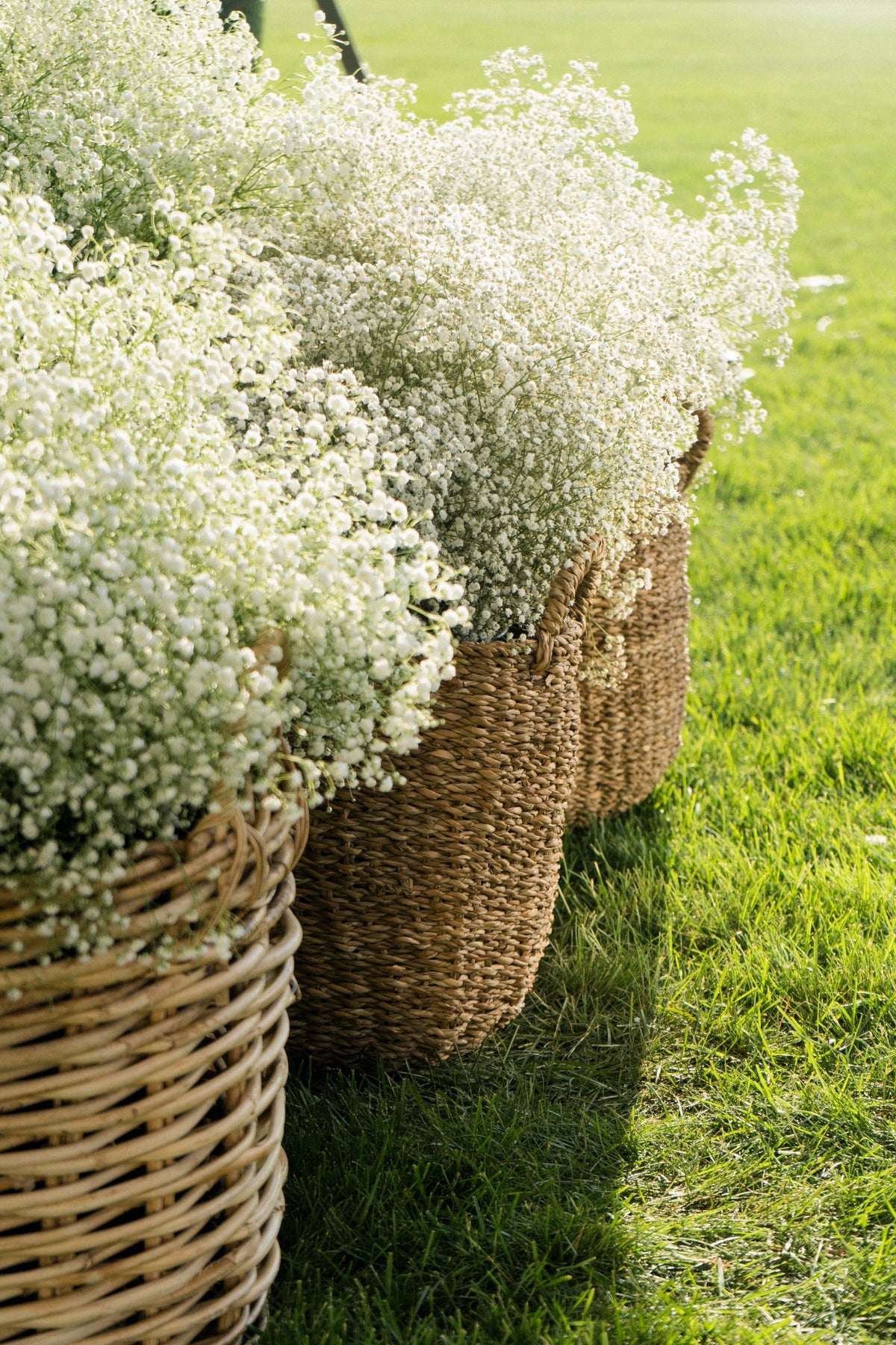 1000 White BABY'S BREATH 'Covent Garden' Gypsophila Elegans Flower Seeds