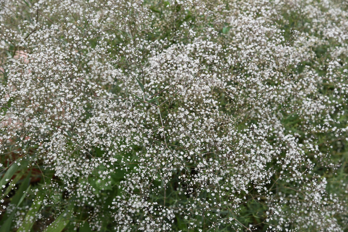 1000 White BABY'S BREATH 'Covent Garden' Gypsophila Elegans Flower Seeds