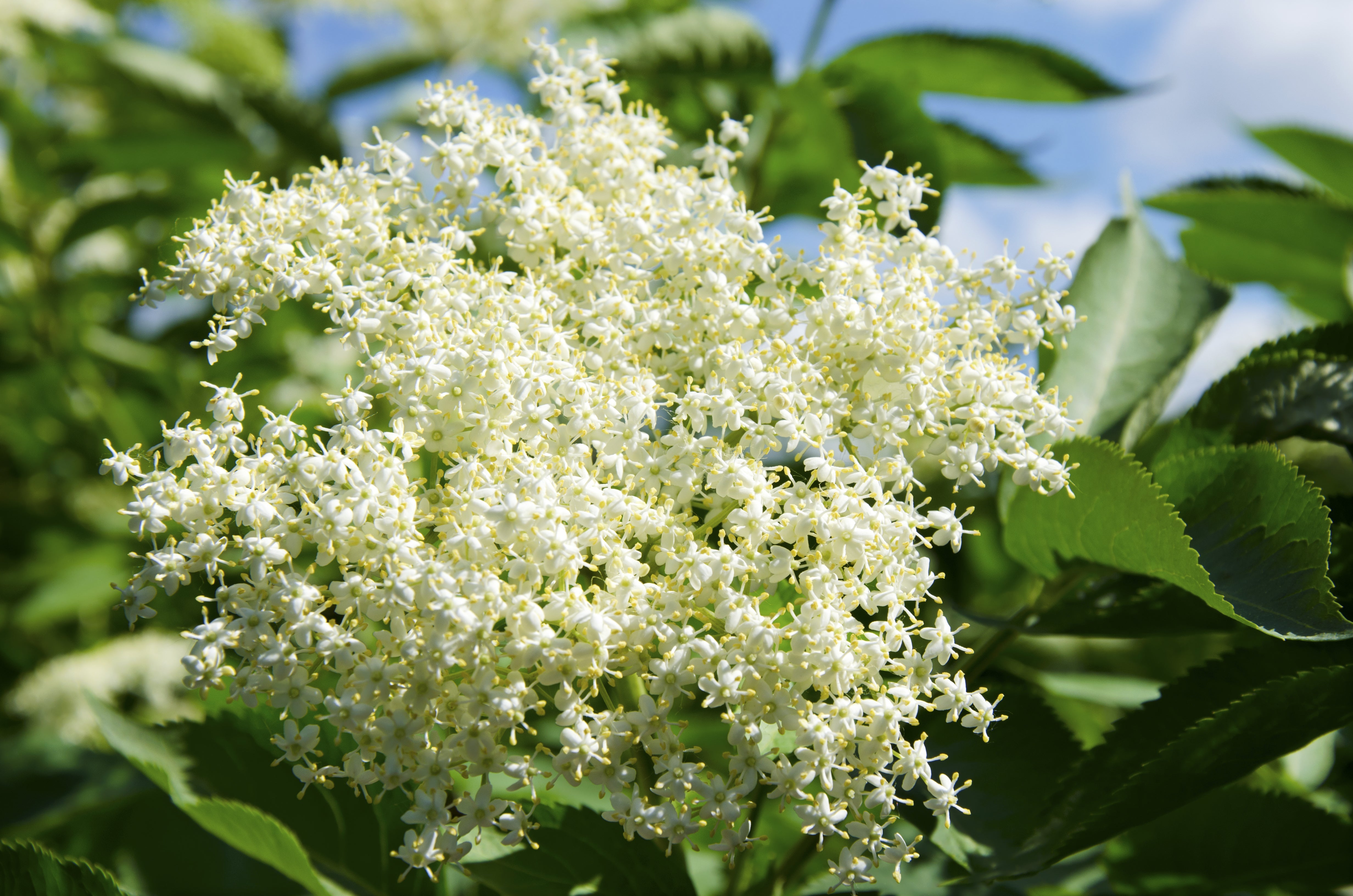 500 BULK American ELDERBERRY Fruit Bush Shrub Tree Sambucus Nigra Canadensis Seeds