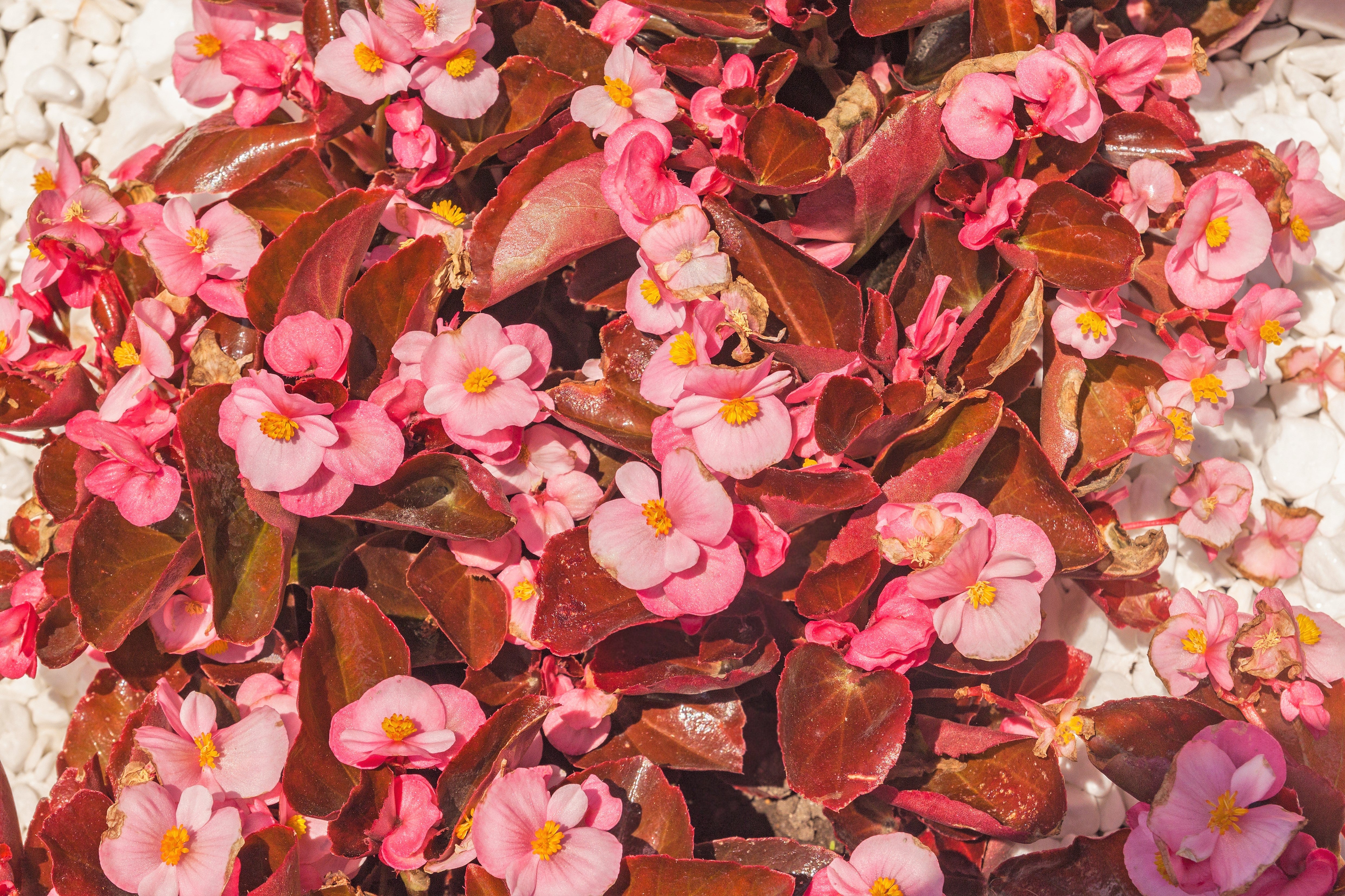 25 WAX MIXED BEGONIA Semperflorens Fibrous Mixed Colors Red Pink White Two Tone Shade Flower Seeds