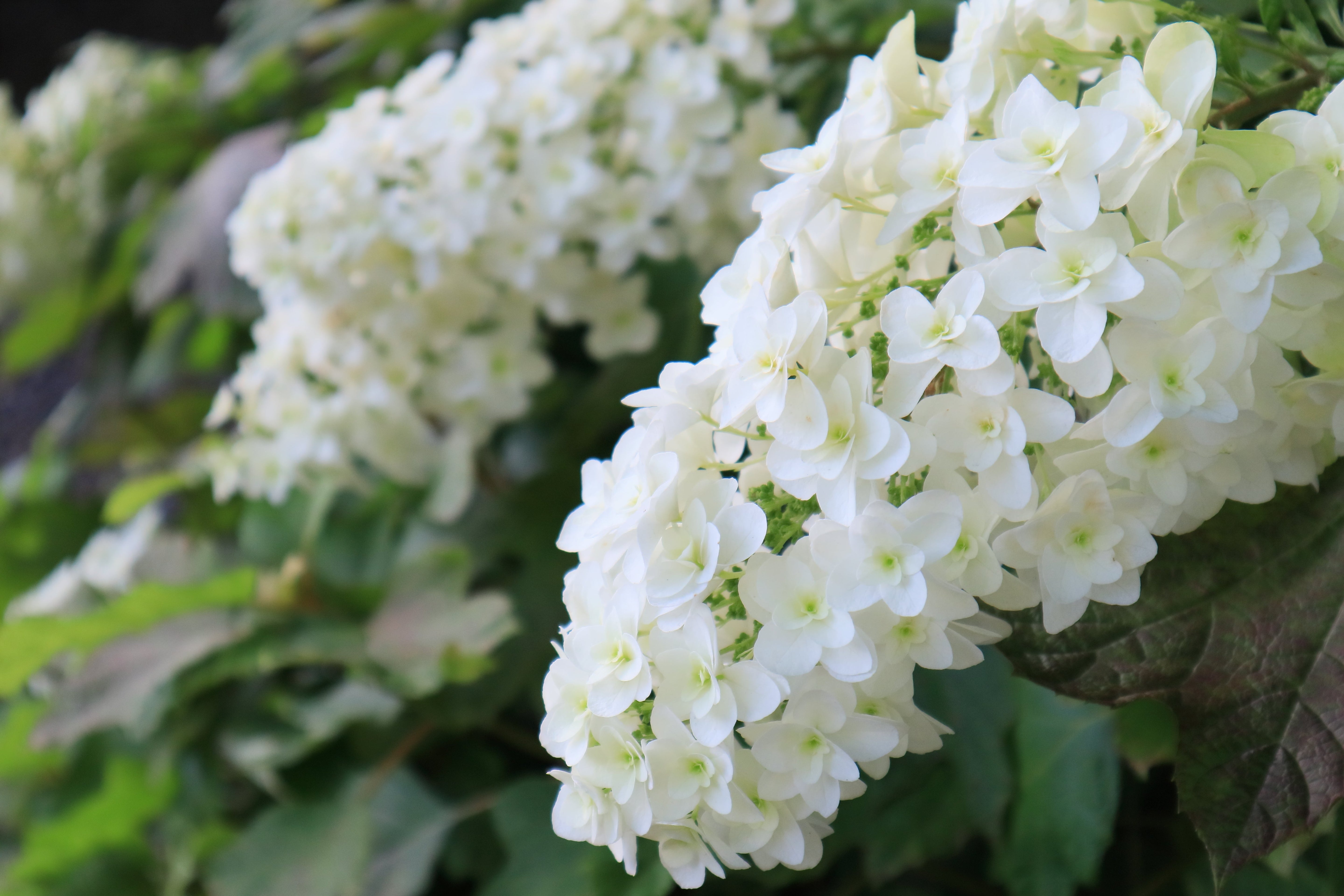 40 White OAK LEAF HYDRANGEA Quercifolia Shrub Flower Seeds