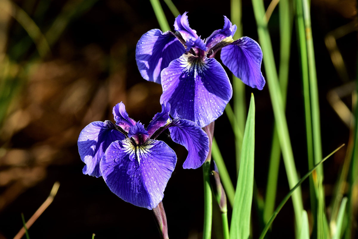 20 ALASKA IRIS Setosa Wild Flag Beachhead Blue Purple White Yellow Native Wetland Flower Seeds