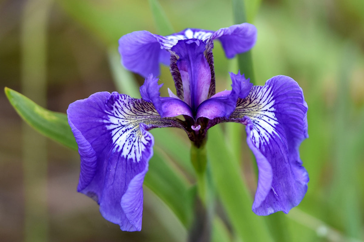 20 ALASKA IRIS Setosa Wild Flag Beachhead Blue Purple White Yellow Native Wetland Flower Seeds