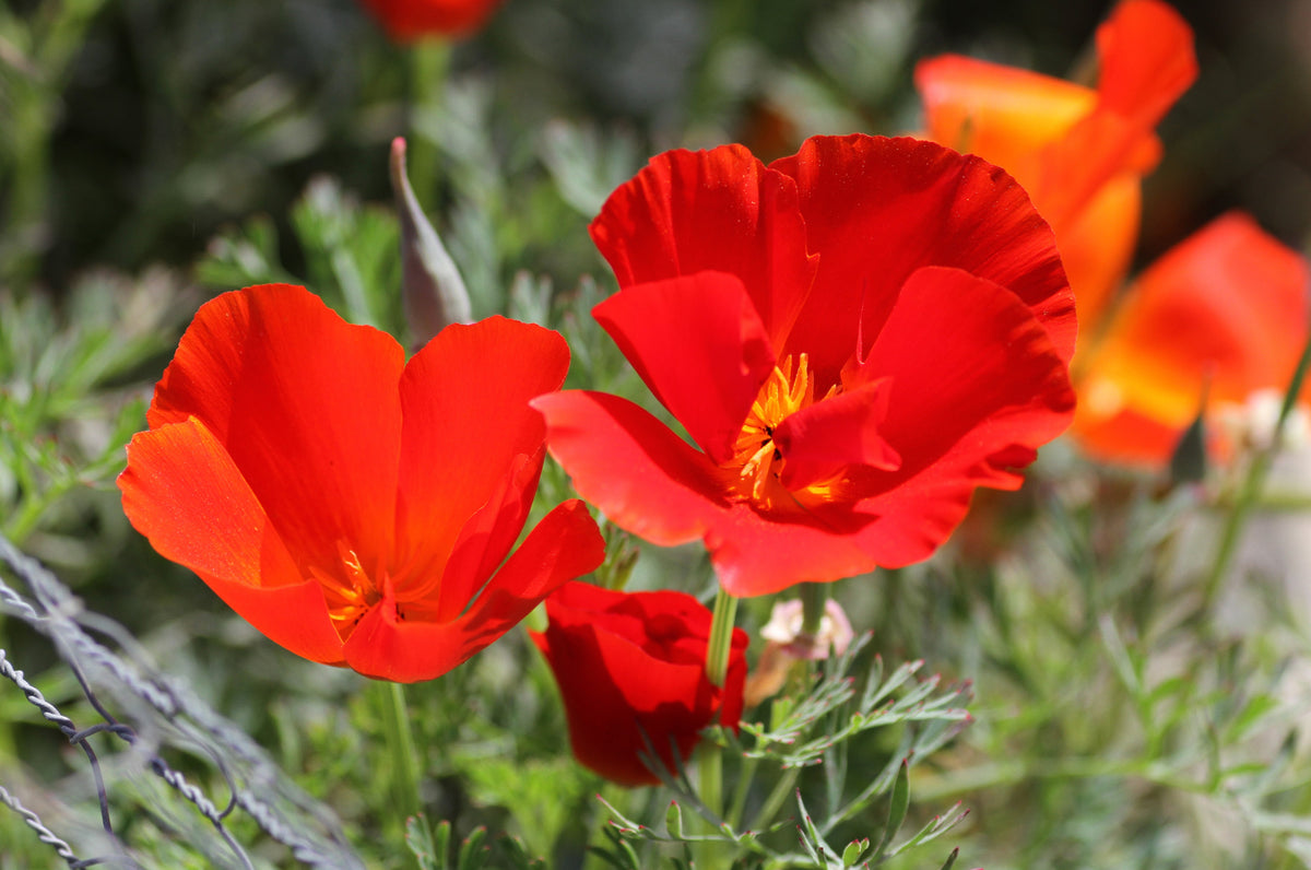 100 RED CALIFORNIA POPPY Eschscholzia Californica Native Flower Seeds