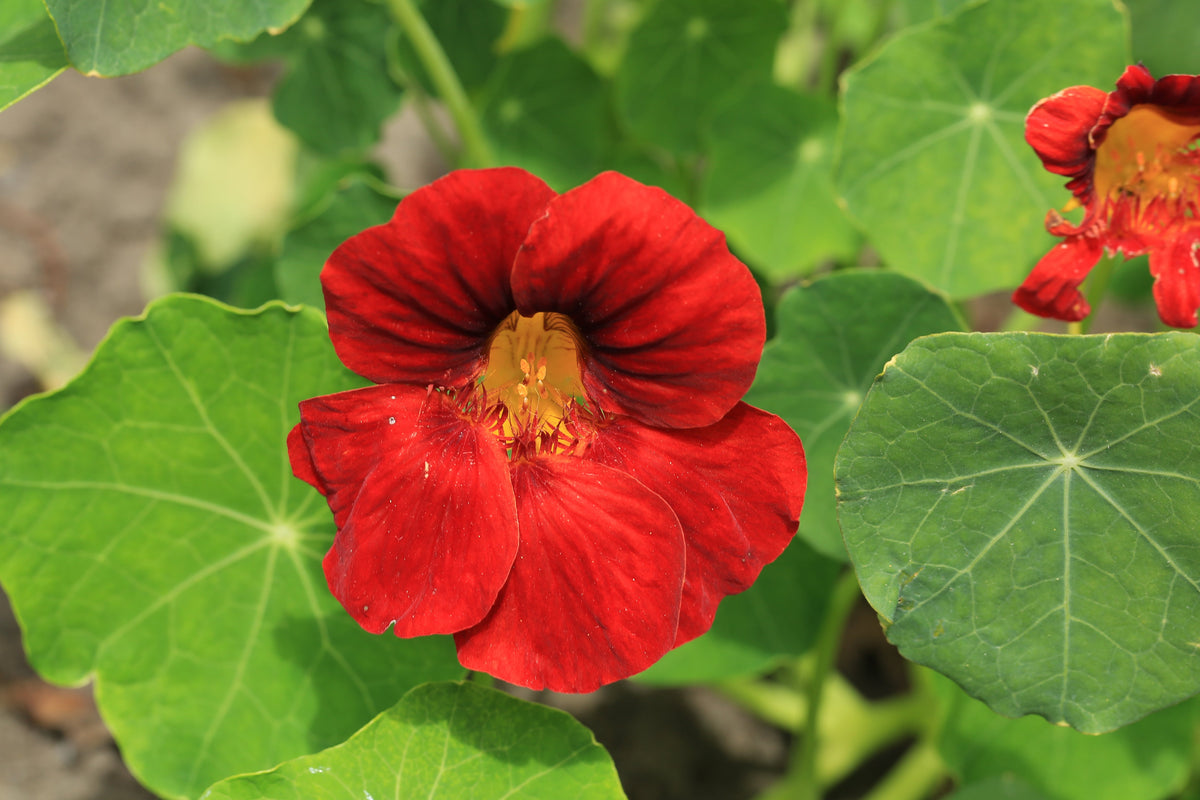 25 Dwarf RED EMPRESS NASTURTIUM Tropaeolum Nanum Hummingbird Flower Seeds