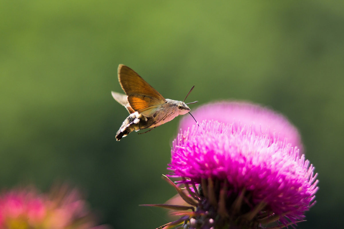 100 ORGANIC Blessed MILK THISTLE Silybum Marianum Hummingbird Purple Flower Seeds