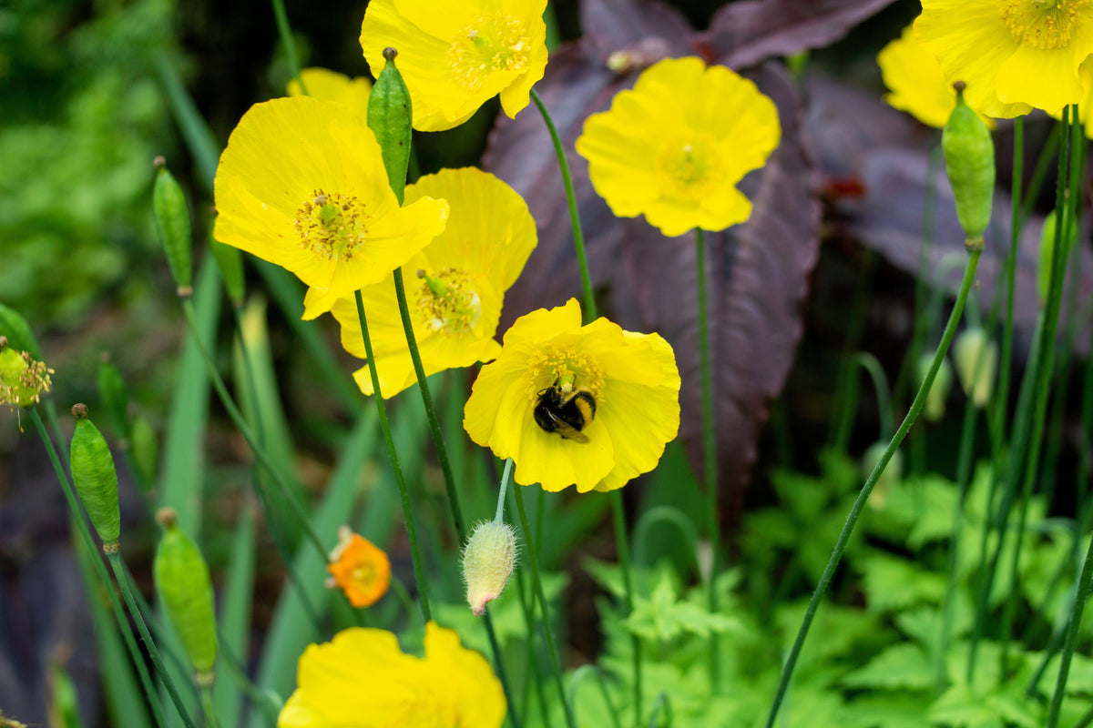 20 Yellow WELSH POPPY Meconopsis Papaver Cambricum Perennial Shade Flower Seeds