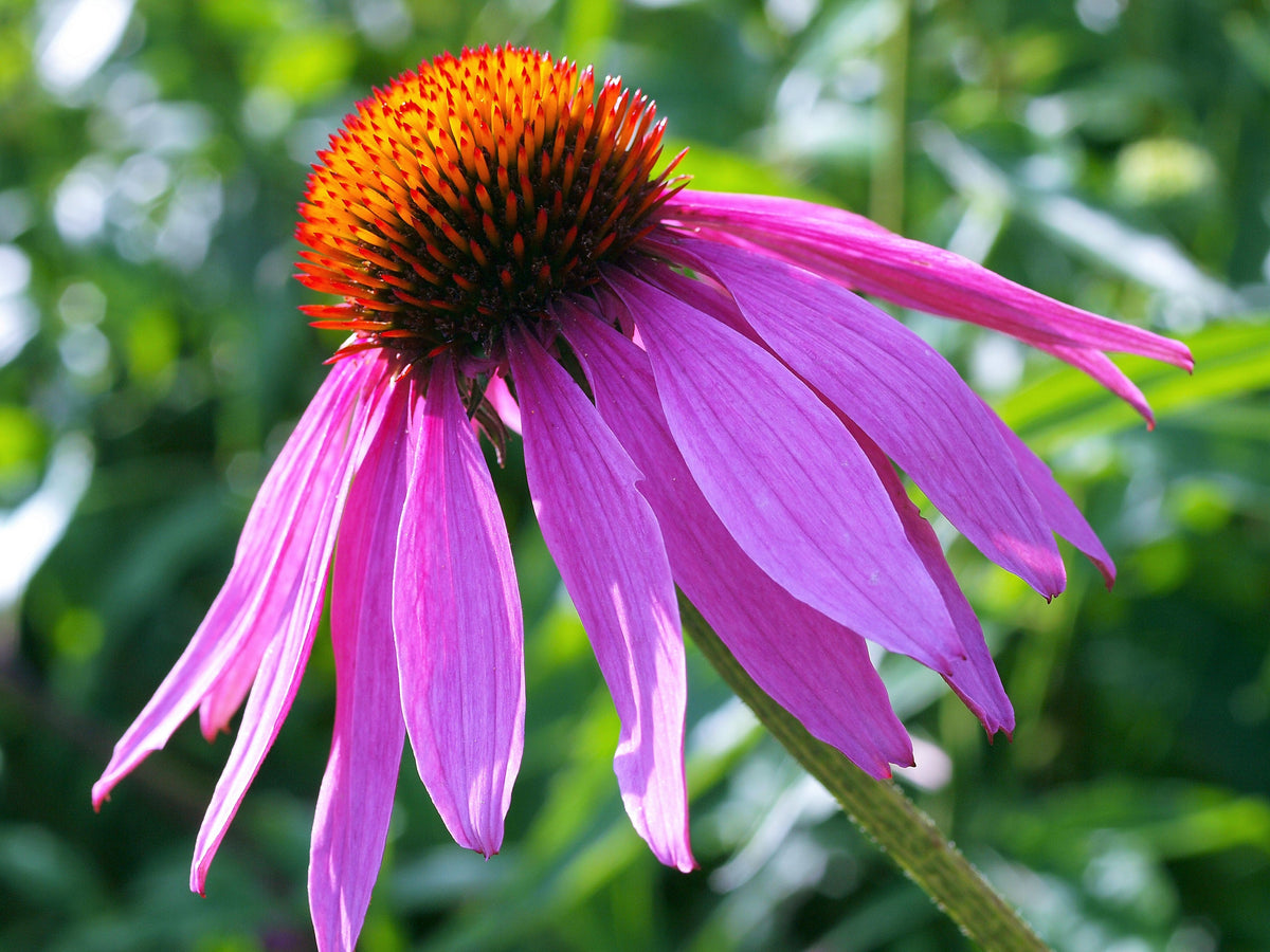 1000 PURPLE CONEFLOWER Echinacea Purpurea Heirloom Flower Herb Seeds