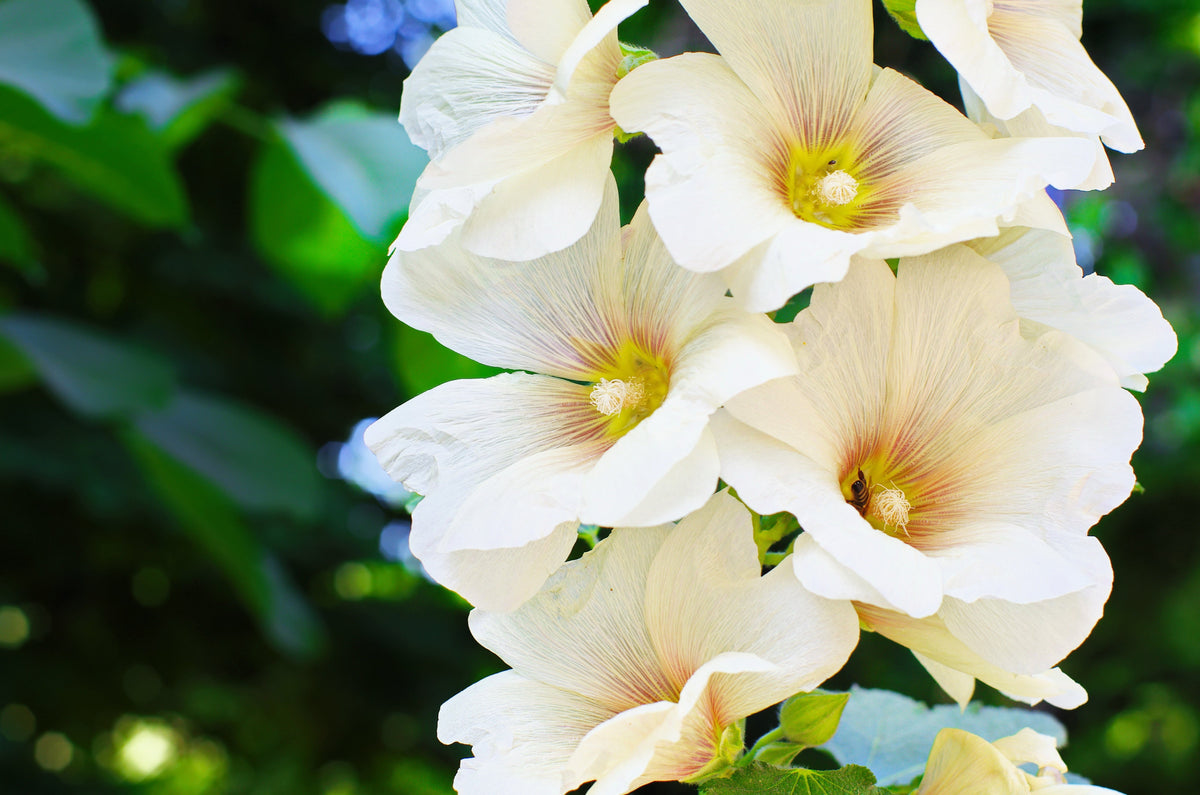 25 WHITE HOLLYHOCK Alcea Rosea Flower Seeds Perennial