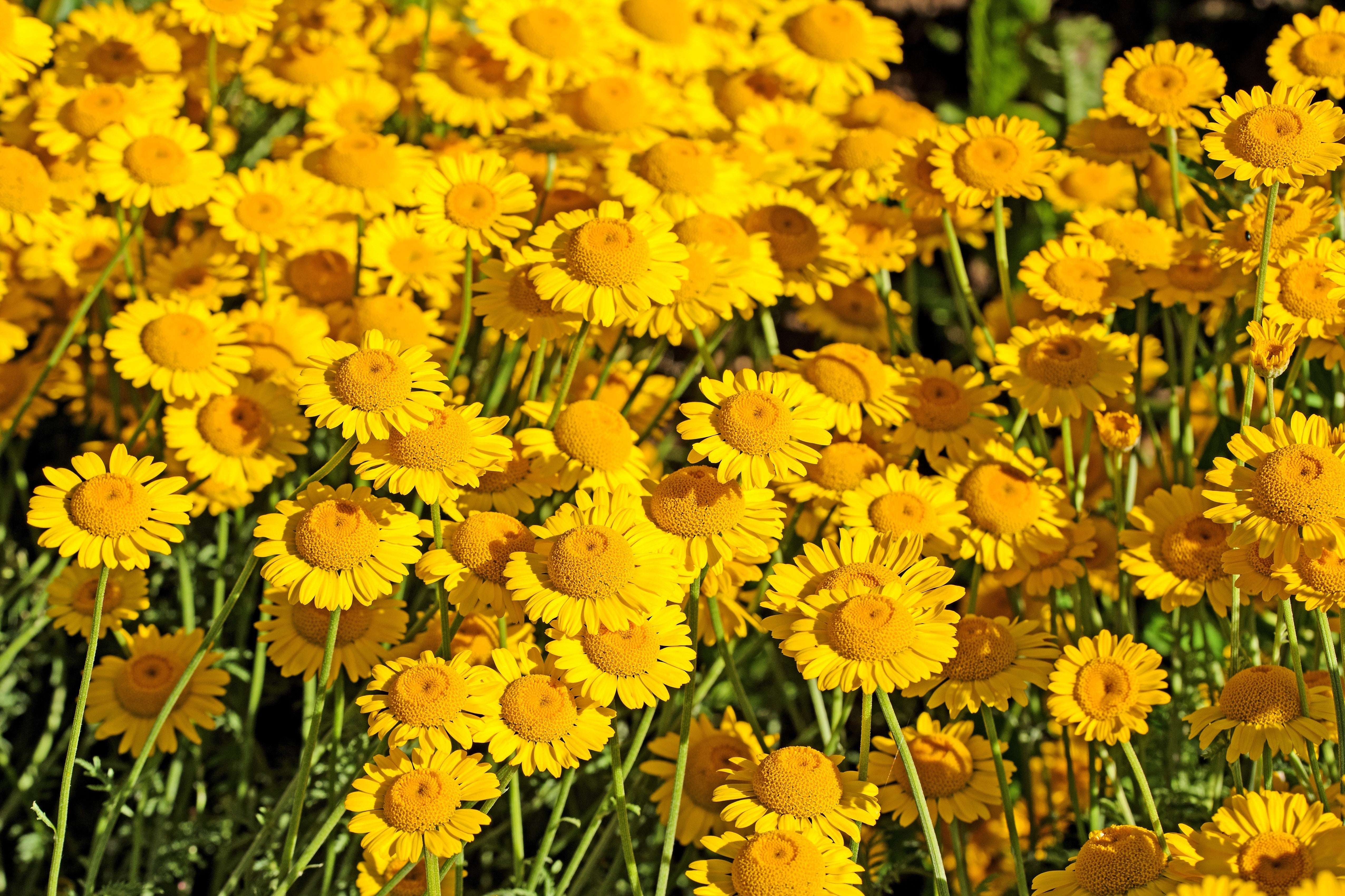 250 GOLDEN MARGUERITE DAISY Dyer's Yellow Chamomile Anthemis Tinctoria Kelwayi Cota Tinctoria  Paris Daisy Herb Flower Seeds