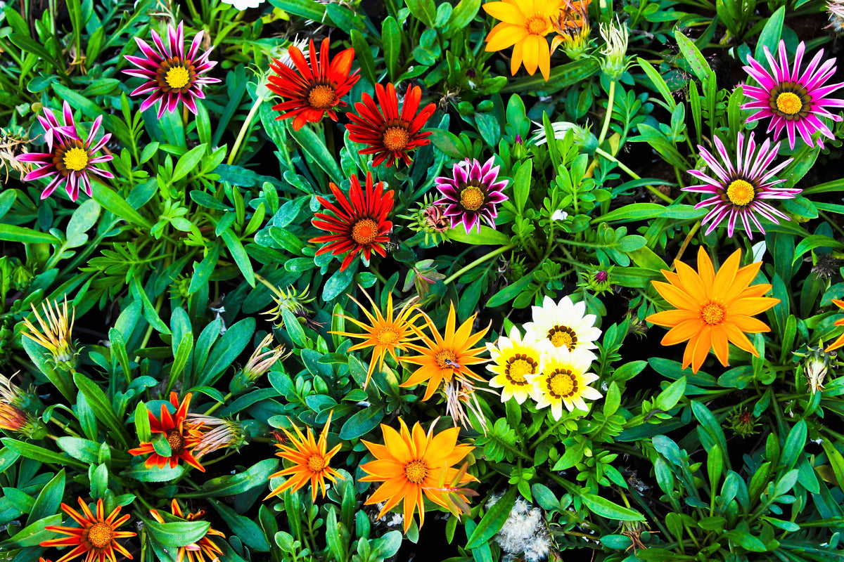 30 Mixed Colors GAZANIA Rigens Treasure Flower Seeds