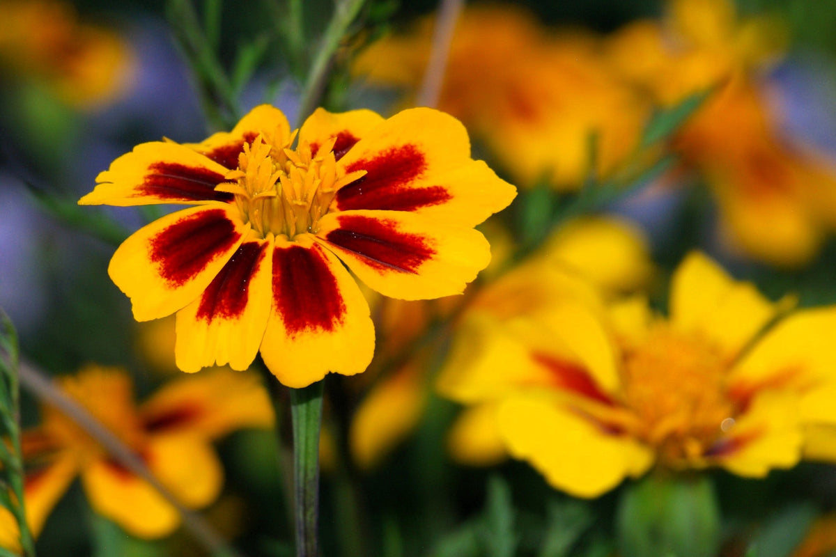 400 Dainty MARIETTA FRENCH MARIGOLD Tagetes Patula Red & Yellow Flower Seeds