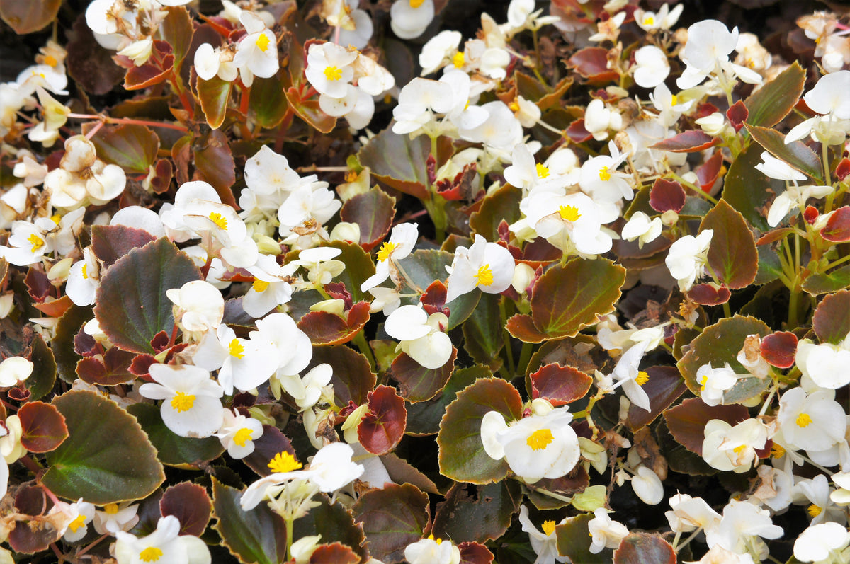 25 WAX MIXED BEGONIA Semperflorens Fibrous Mixed Colors Red Pink White Two Tone Shade Flower Seeds