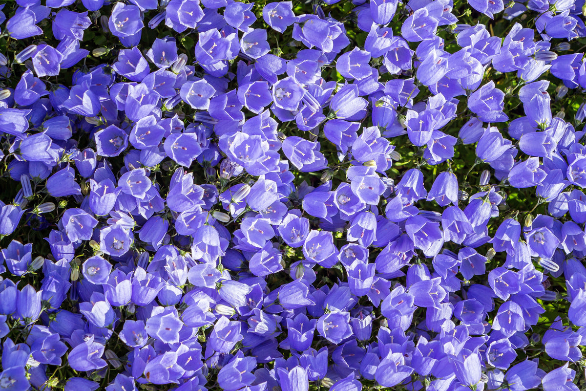 1000 TUSSOCK BELLFLOWER (Carpathian Bellflower) Campanula Carpatica Flower Seeds