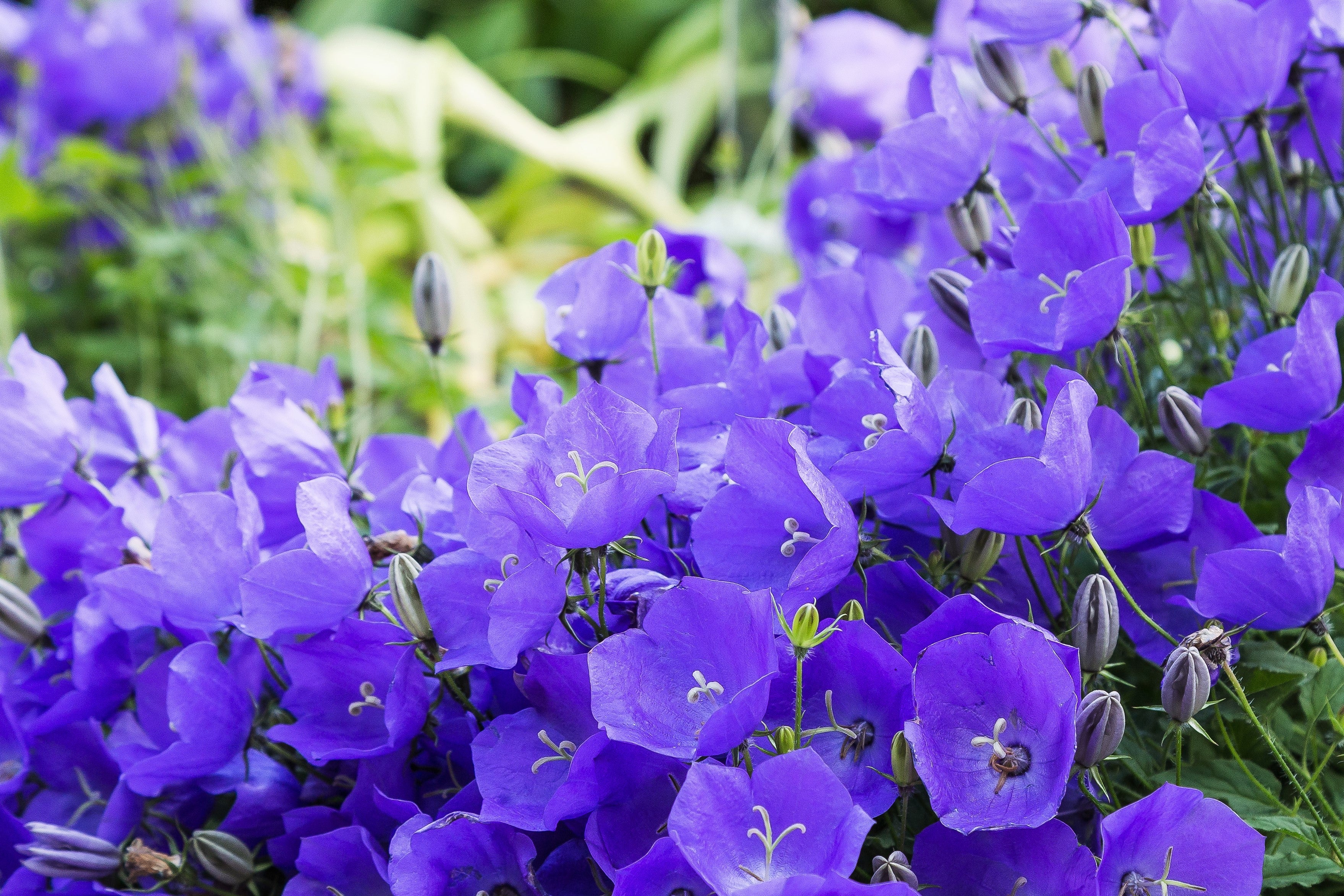 1000 TUSSOCK BELLFLOWER (Carpathian Bellflower) Campanula Carpatica Flower Seeds