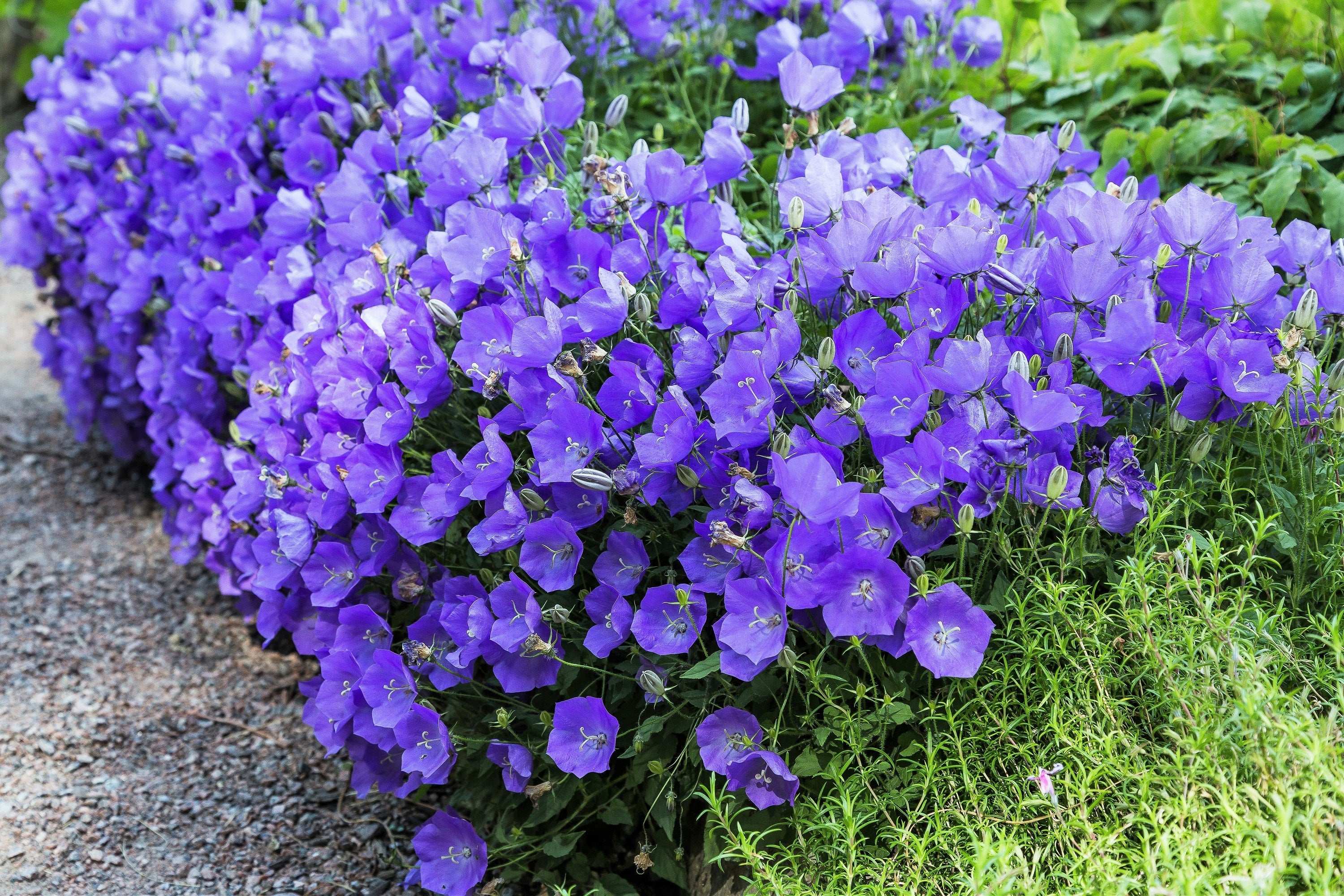 1000 TUSSOCK BELLFLOWER (Carpathian Bellflower) Campanula Carpatica Flower Seeds