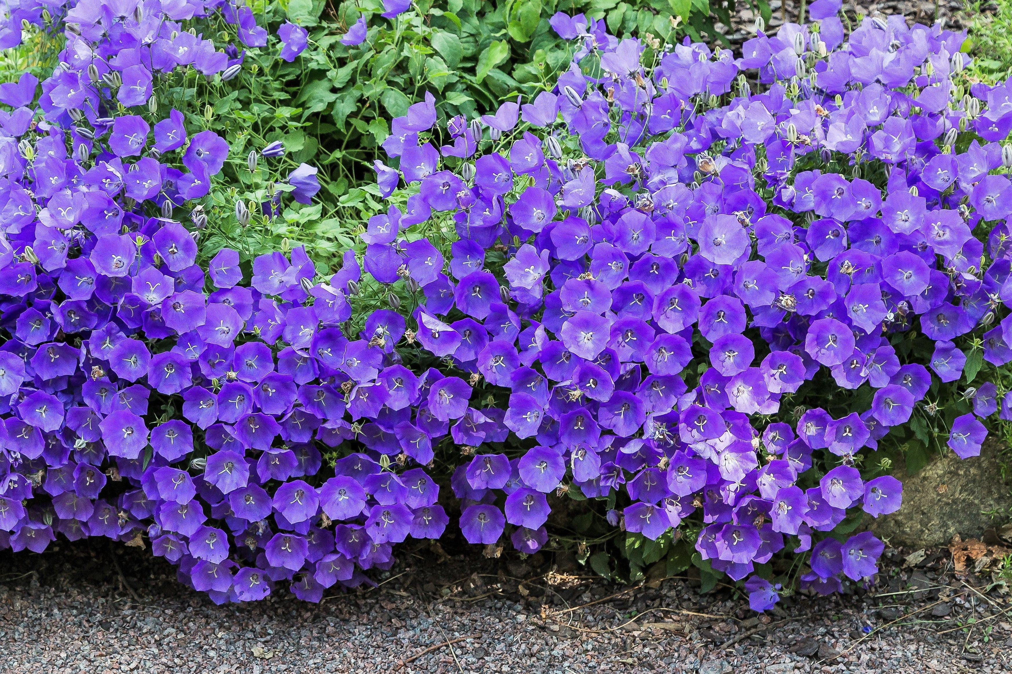 1000 TUSSOCK BELLFLOWER (Carpathian Bellflower) Campanula Carpatica Flower Seeds