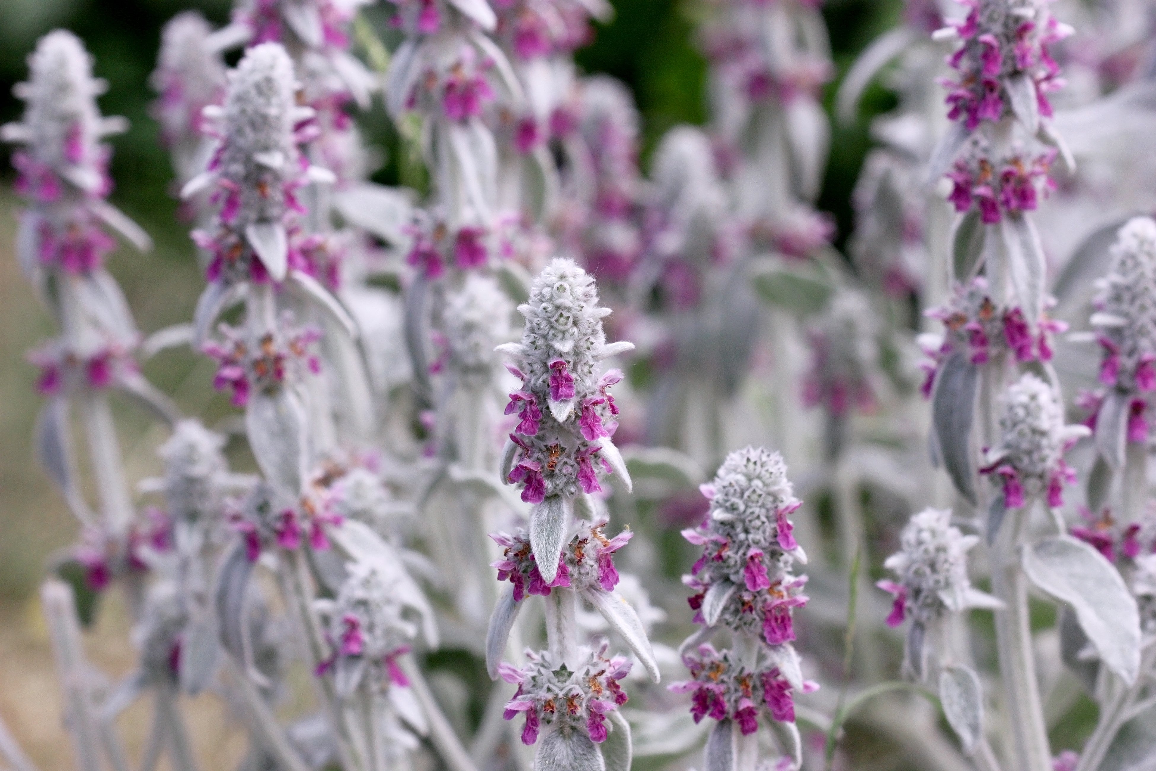 100 Wolly LAMBS EAR Stachys Byzantina Silvery Fuzzy Leaves Purple Flower Seeds