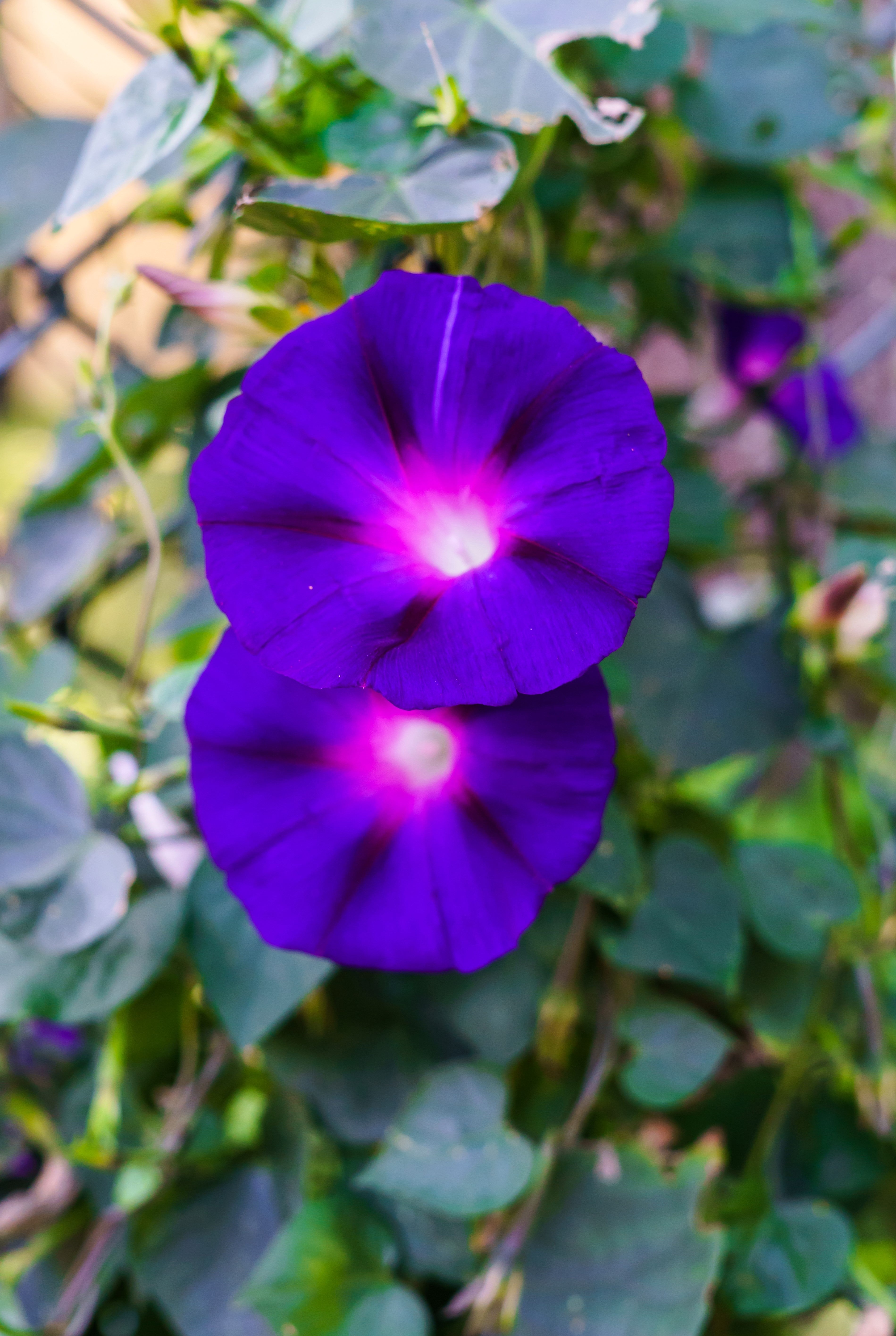 100 PURPLE MORNING GLORY Ipomoea Nil Flower Vine Seeds