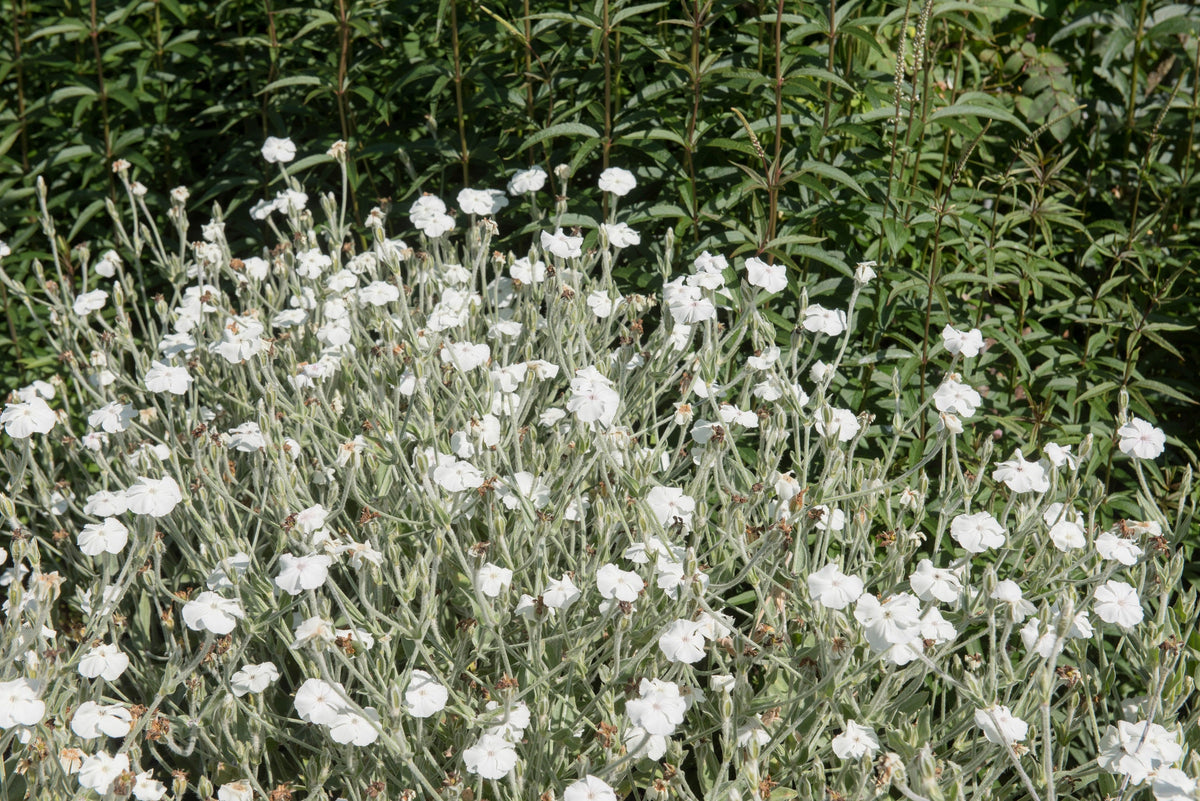 50 WHITE LYCHNIS Coronaria Alba (White Rose Campion / Evening Lychnis / Silene / White Cockle) Flower Seeds