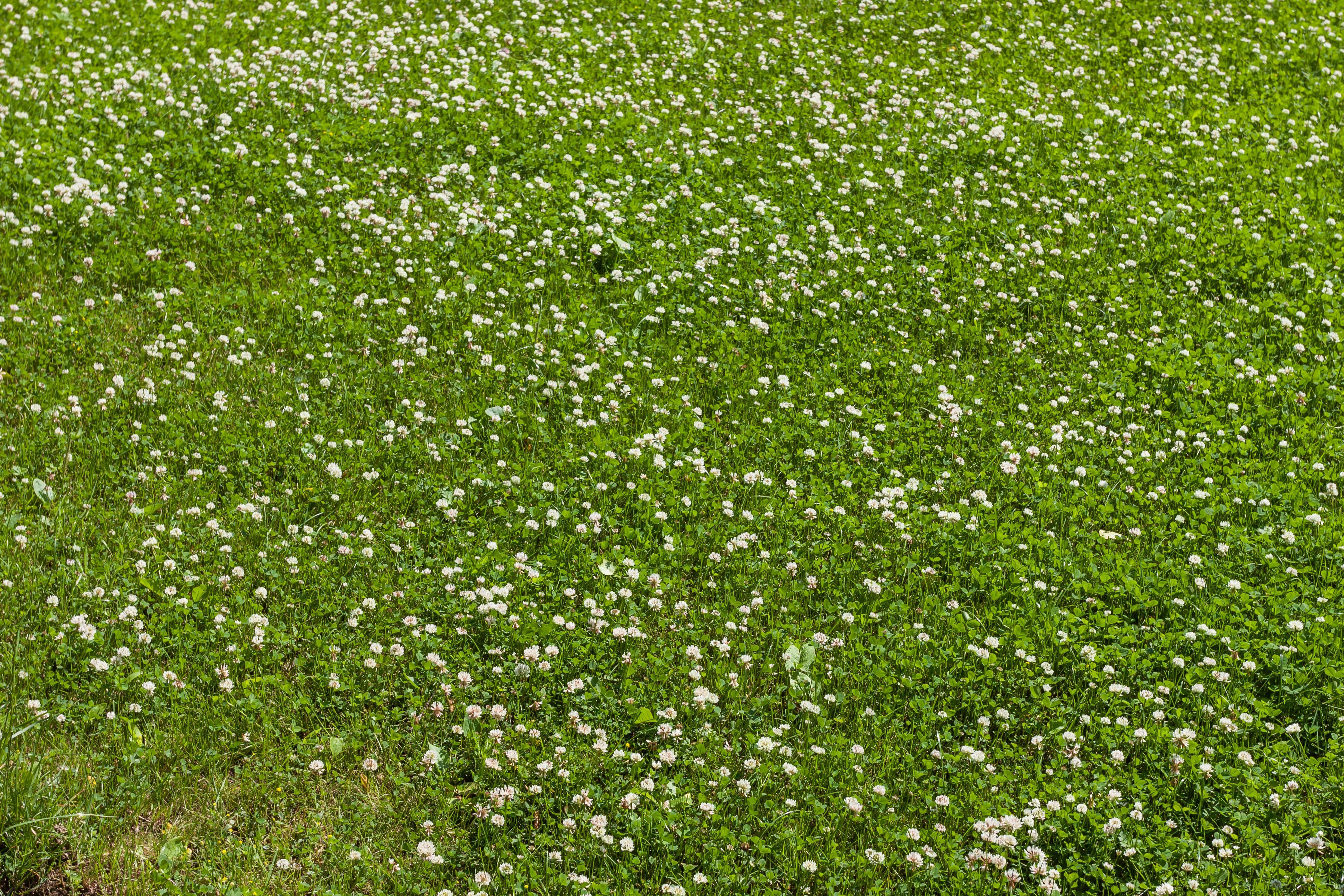 2000 MICROCLOVER Dwarf Miniature Trifolium Repens White Flower Clover Lawn Seeds