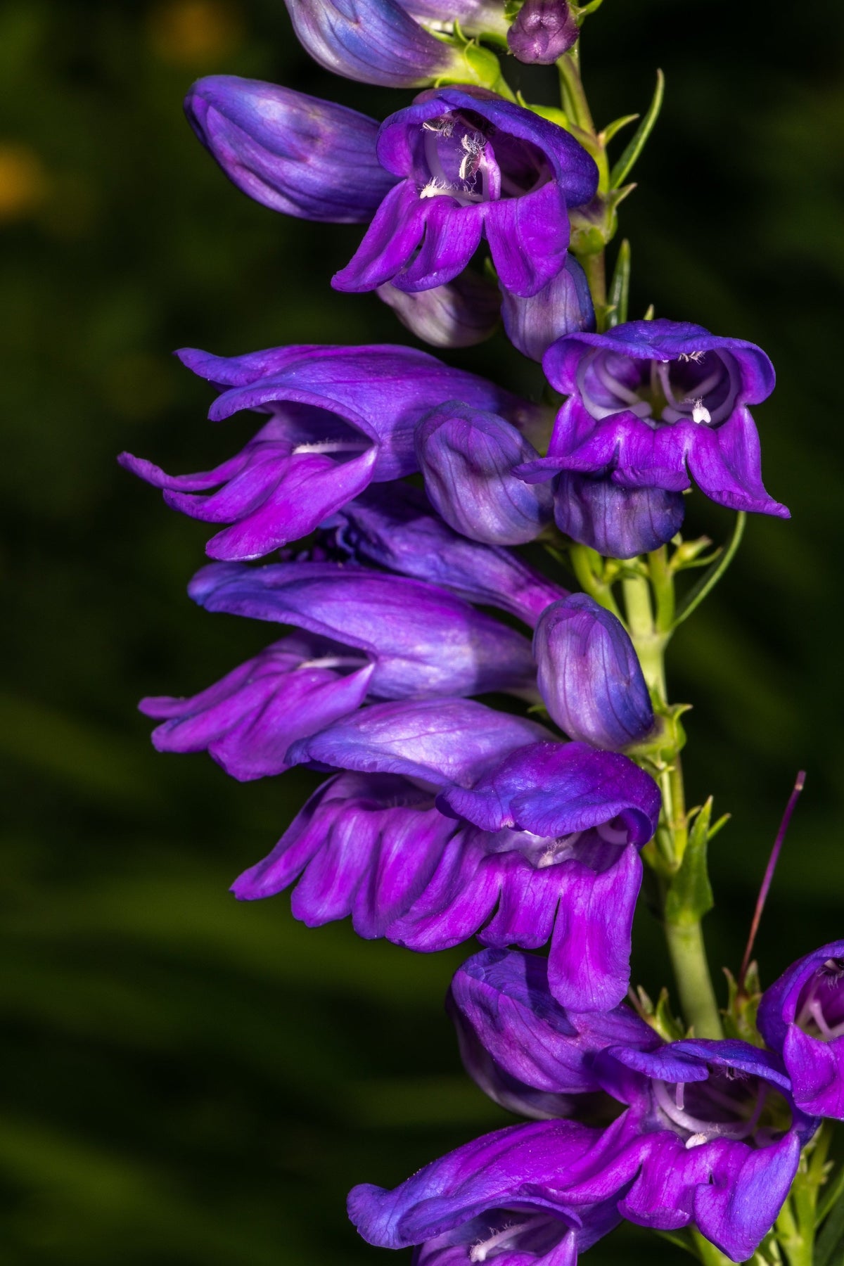 250 NATIVE MIX Beardtongue PENSTEMON Grandiflorus, Strictus, Cobaea, Palmeri, Digitalis, Pallidus - Pink White Blue Purple Flower Seeds