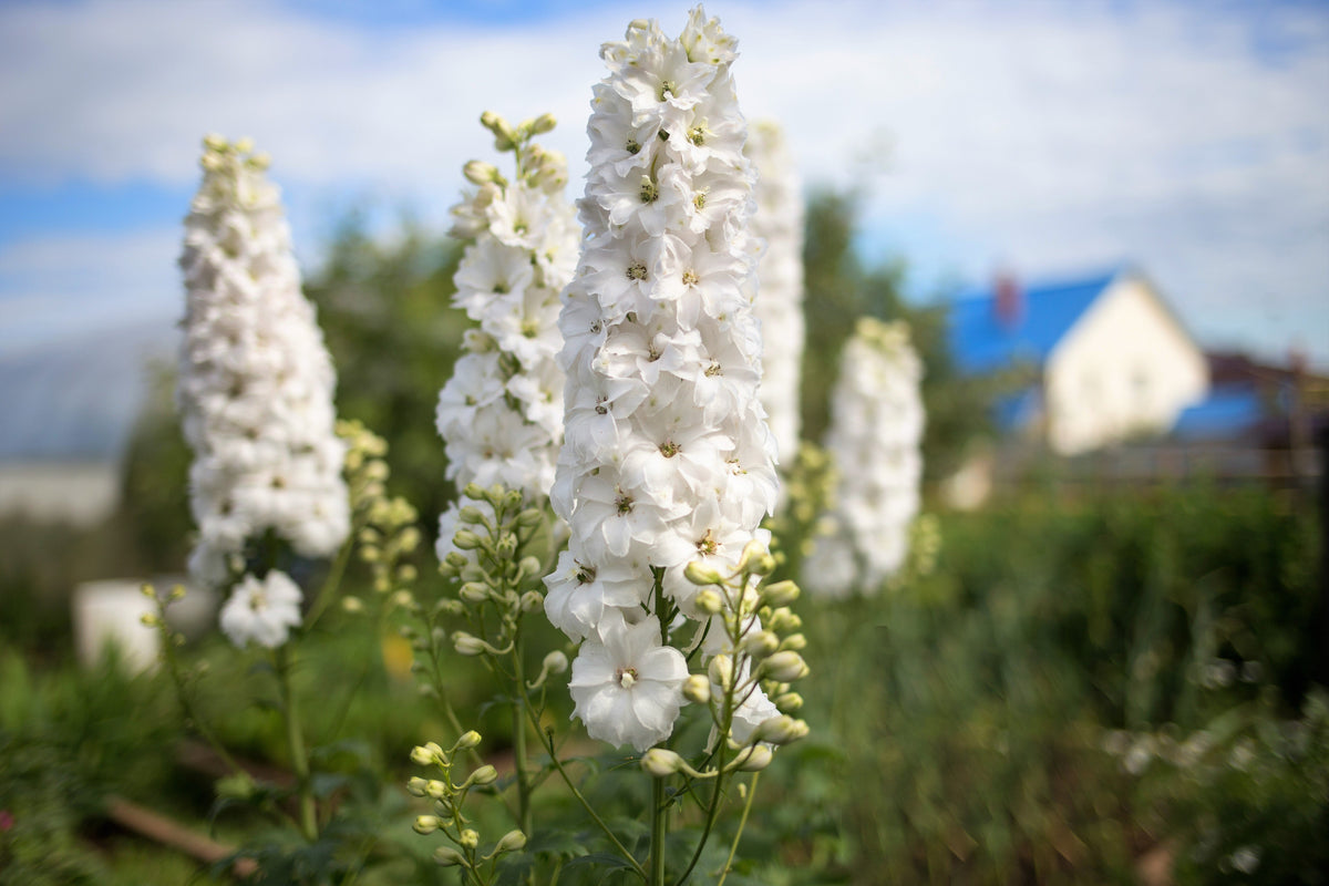 150 WHITE KING LARKSPUR Delphinium Consolida Giant Imperial Flower Seeds