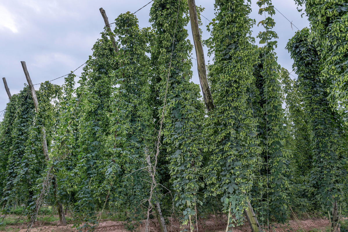 25 COMMON HOPS European Humulus Lupulus Vine Seeds Beer Making Ingredient Seeds