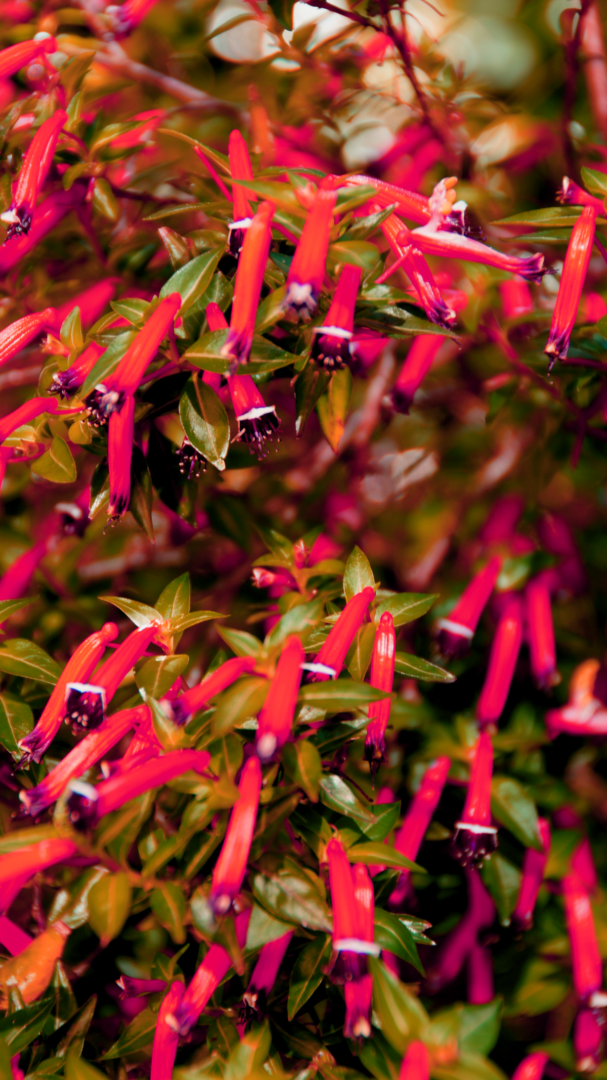 10 Red CIGAR PLANT Mexican Firecracker Cuphea Ignea Hummingbird Flower Seeds
