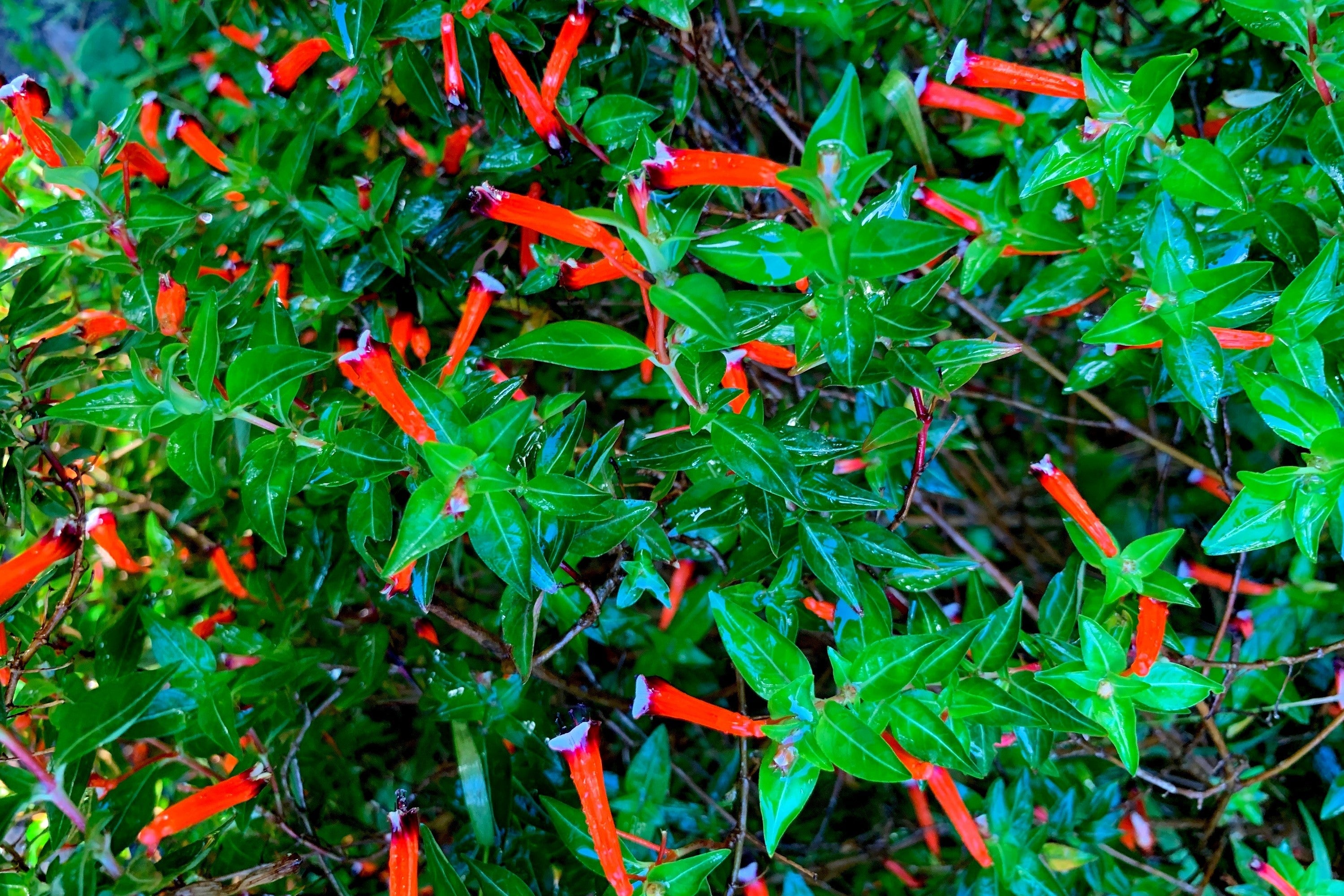 10 Red CIGAR PLANT Mexican Firecracker Cuphea Ignea Hummingbird Flower Seeds