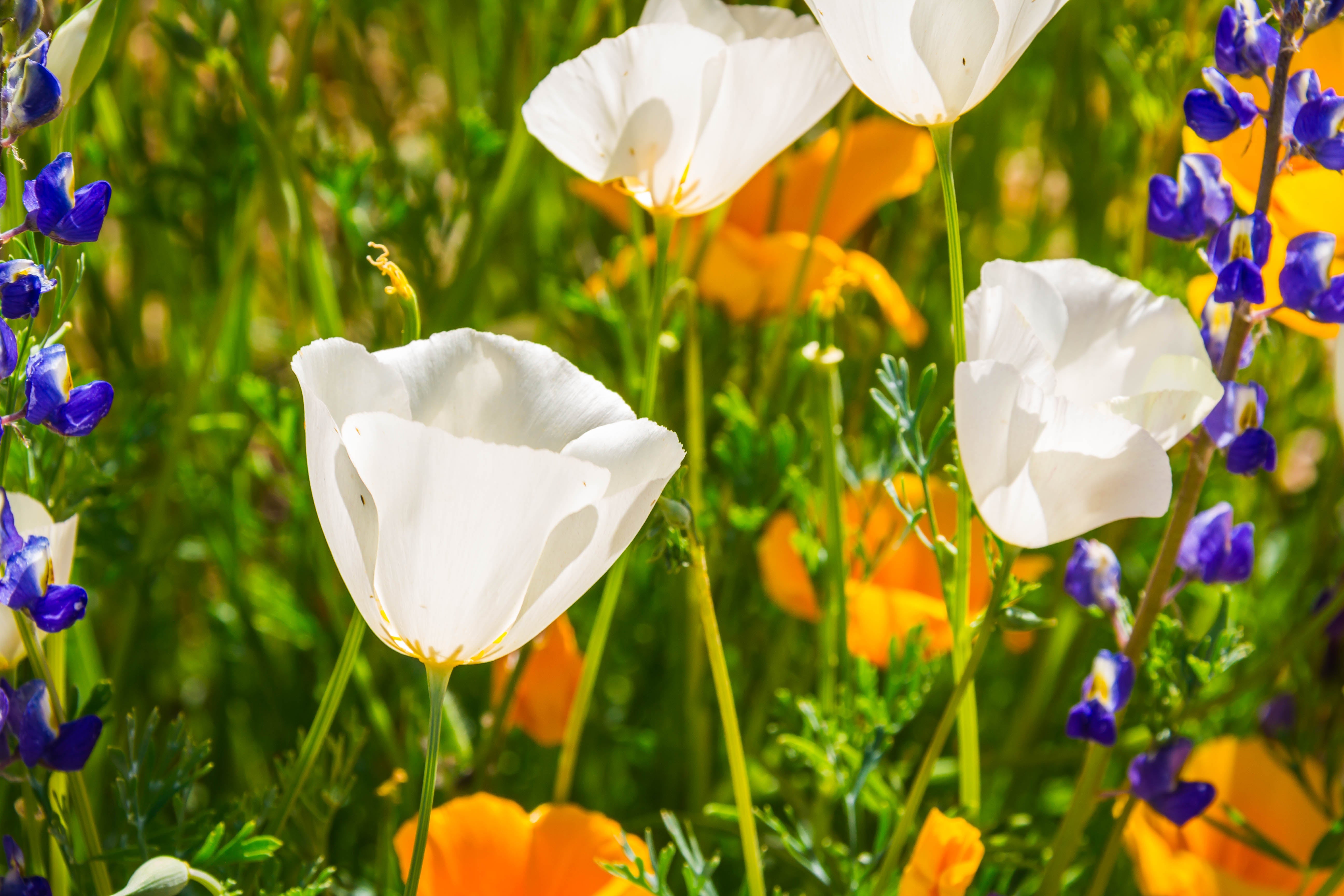 1000 WHITE CALIFORNIA POPPY Eschscholzia Californica Flower Seeds