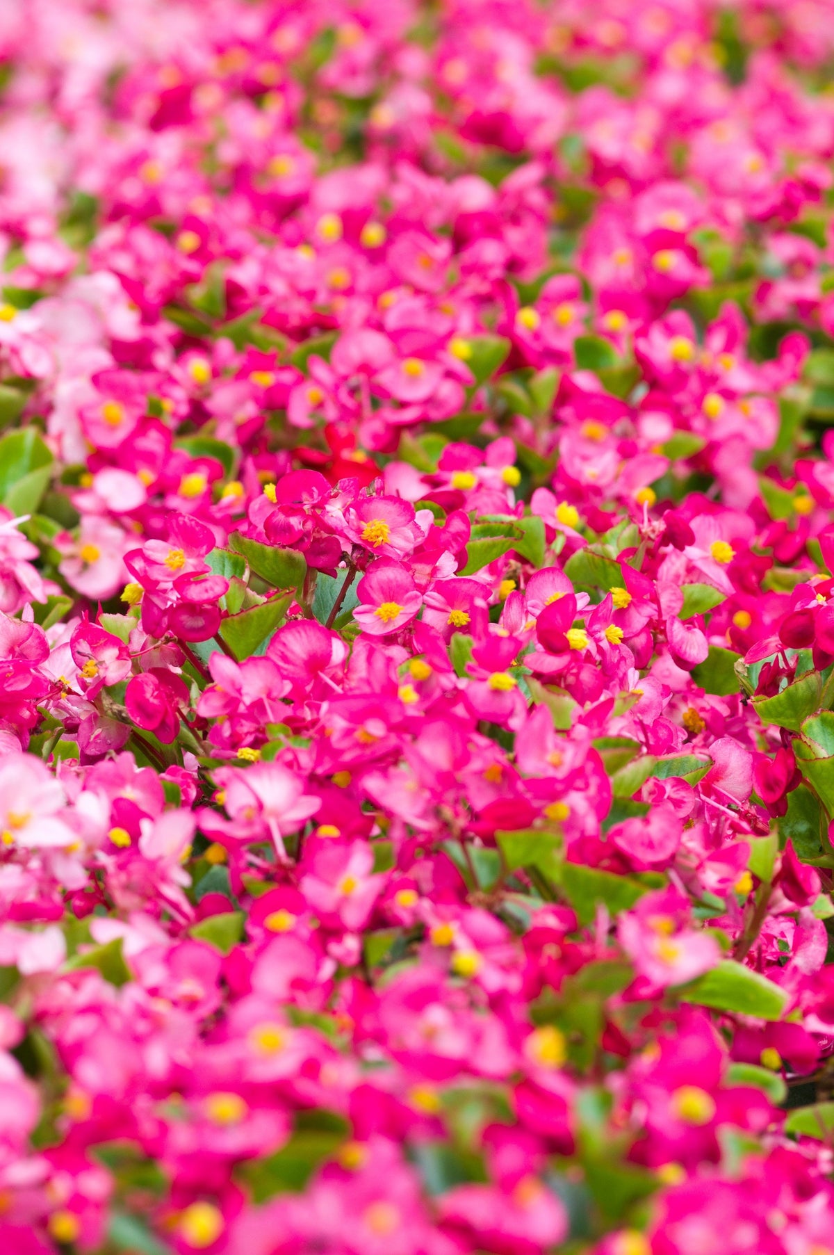 25 Rose PINK WAX BEGONIA Semperflorens Fibrous Shade Flower Seeds