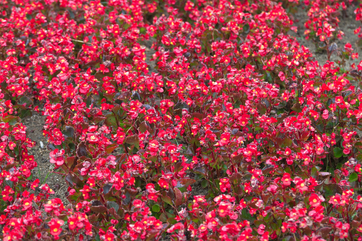 25 WAX MIXED BEGONIA Semperflorens Fibrous Mixed Colors Red Pink White Two Tone Shade Flower Seeds