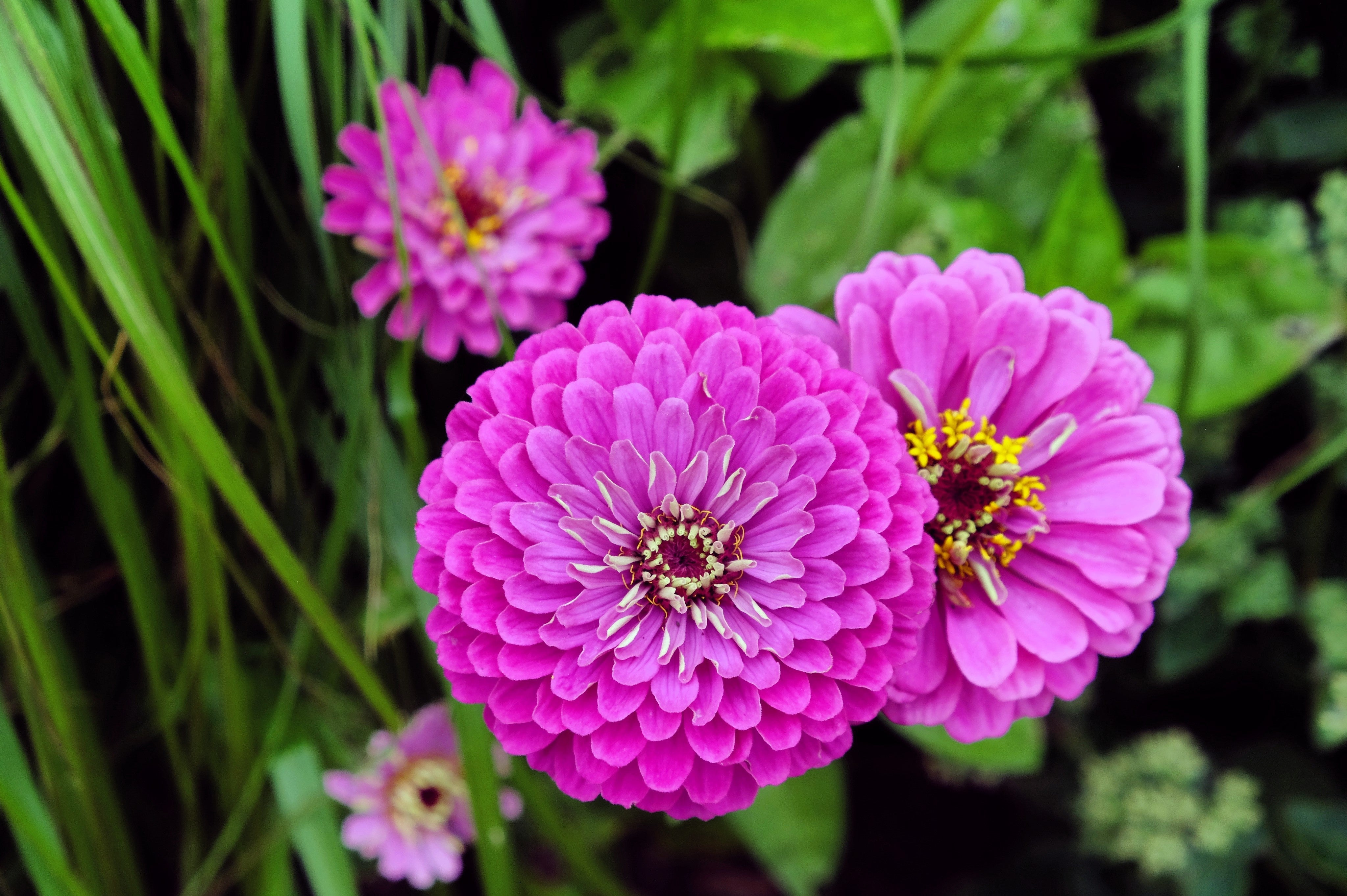 250 PURPLE PRINCE ZINNIA Elegans Flower Seeds