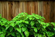5 TRUE PATCHOULI SHRUB Fragrant Patchouly Pogostemon Cablin Herb Seeds