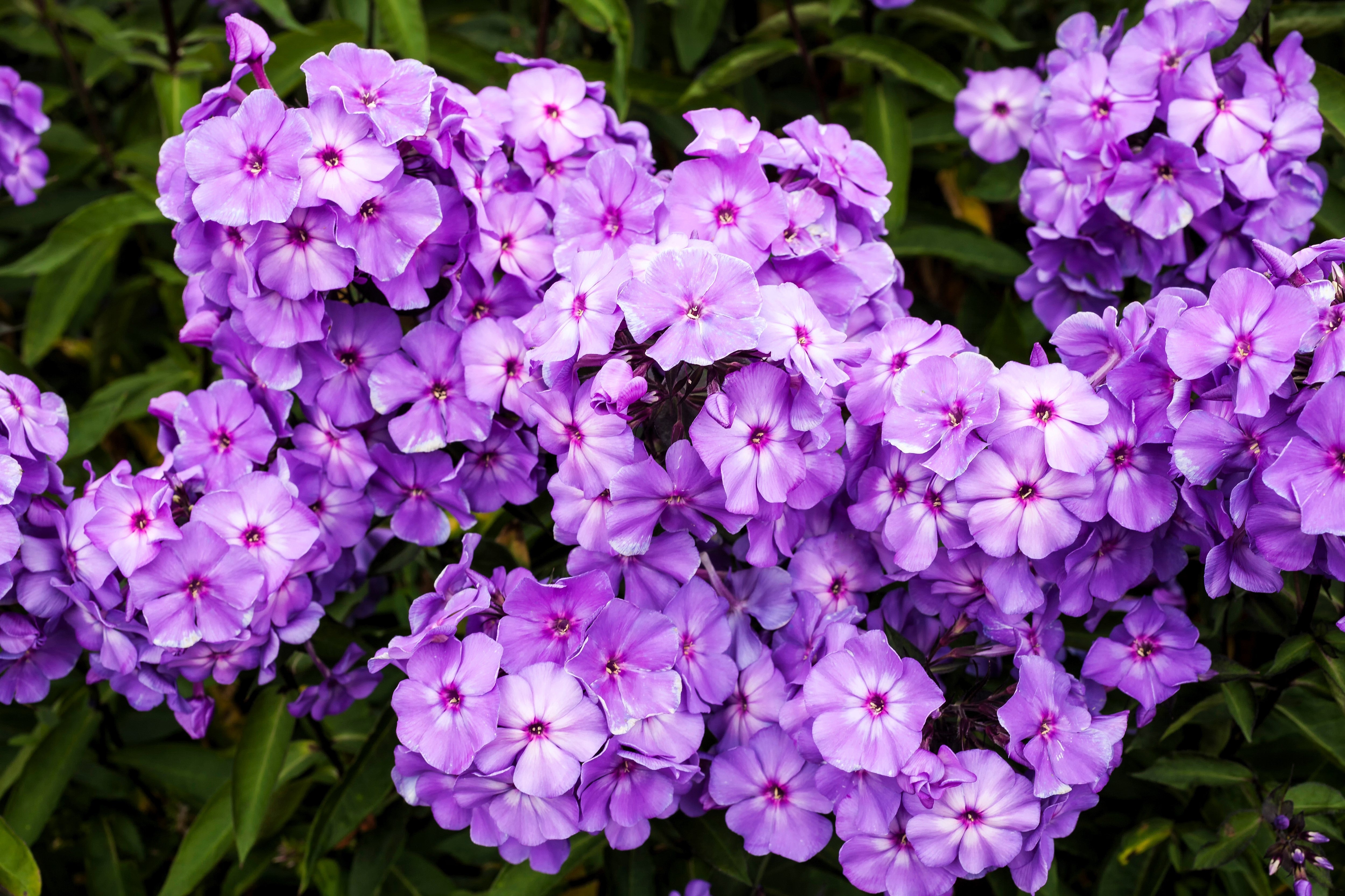 10 TALL GARDEN PHLOX Paniculata Mixed Colors 'New Hybrids Mix' Flower Seeds