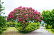 35 Dark PINK CREPE MYRTLE Lagerstroemia Indica Flowering Shrub Bush Small Tree Seeds
