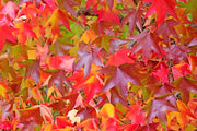 50 AMERICAN SWEETGUM Liquidambar Styraciflua Storax Alligator Sweet Gum Tree Seeds - Great Fall Color! Red Yellow Orange Purple