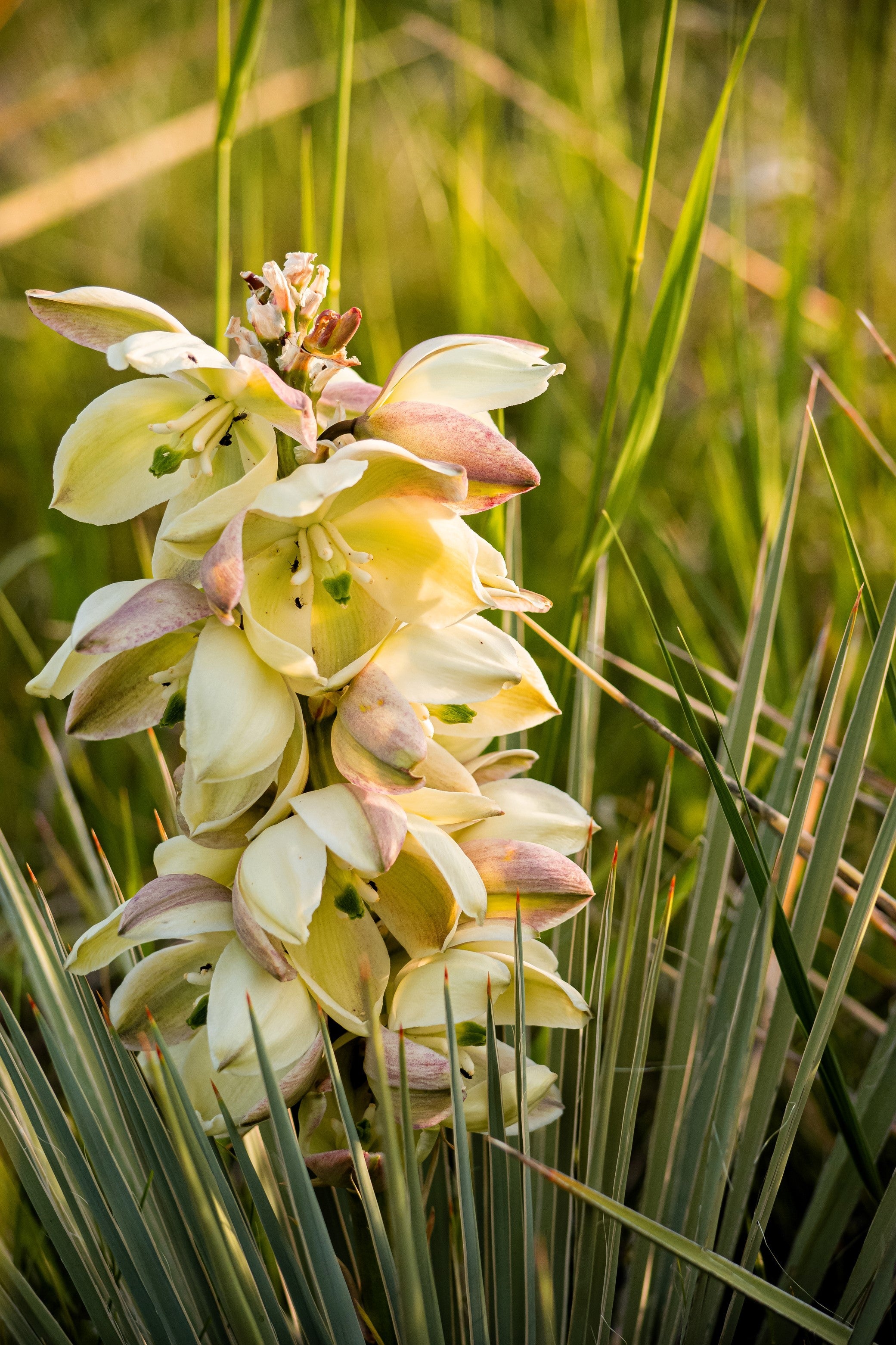 100 YUCCA (Soapweed / Soapwell / Beargrass / Great Plains Yucca) Yucca Glauca Flower Seeds