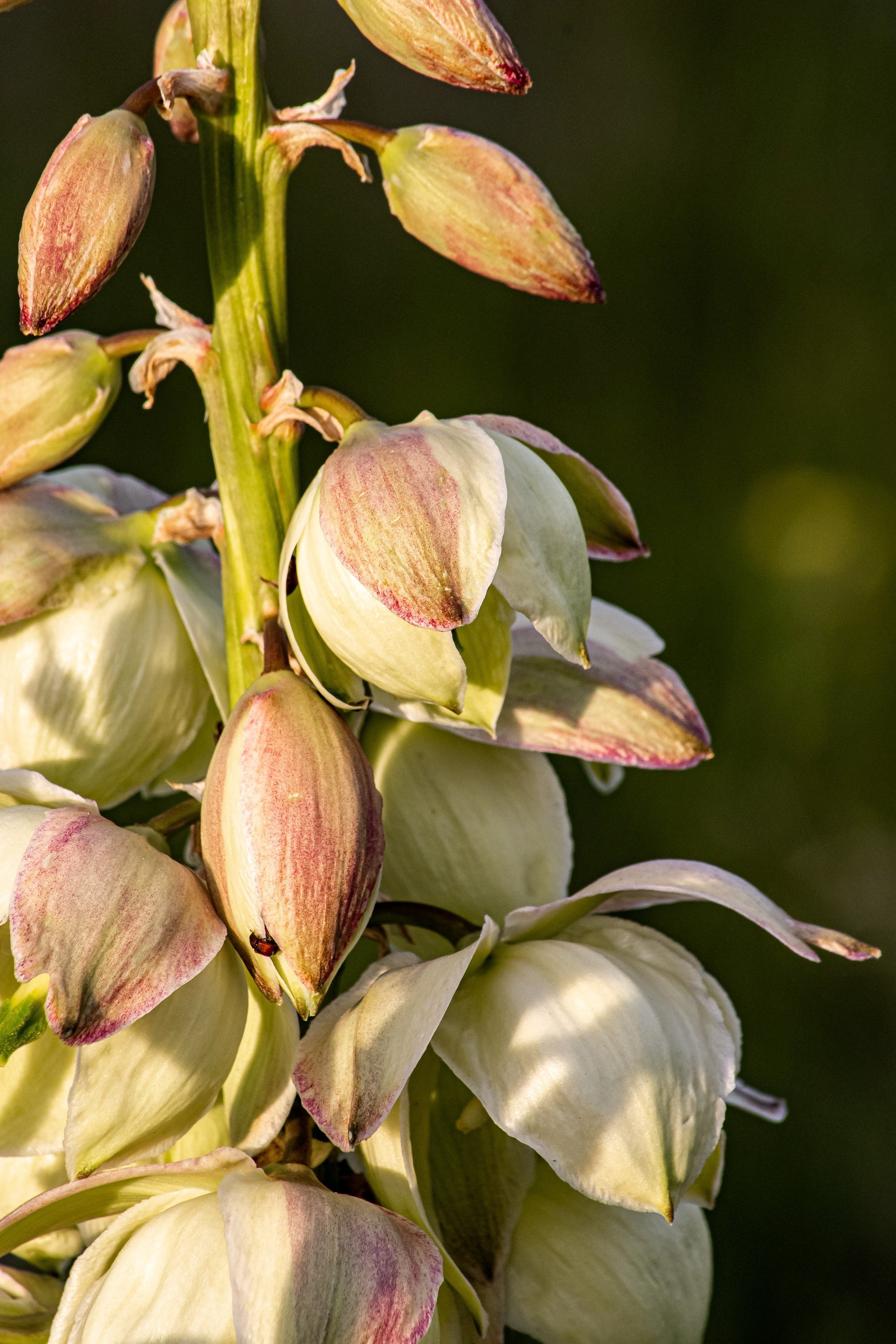 100 YUCCA (Soapweed / Soapwell / Beargrass / Great Plains Yucca) Yucca Glauca Flower Seeds
