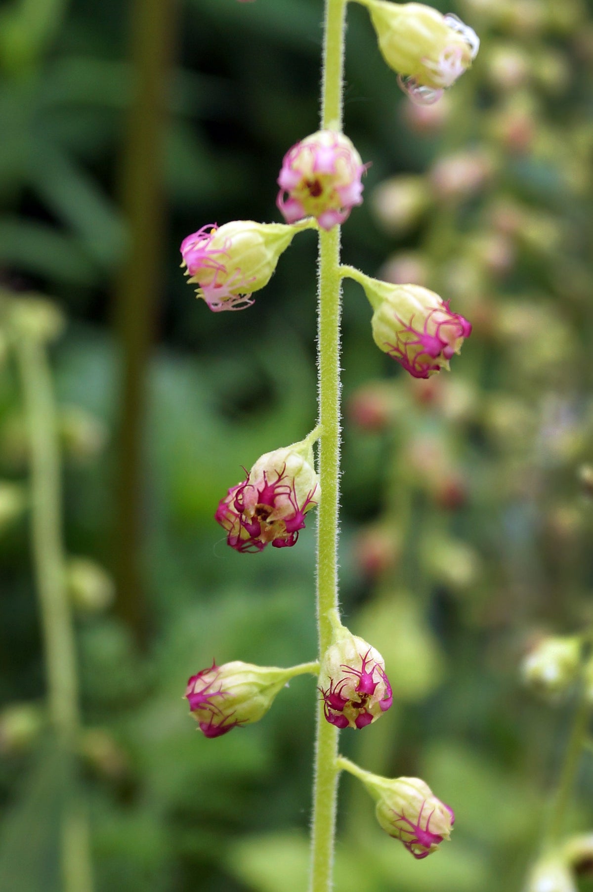 25 FRINGECUP Tellima Grandiflora Odorata Bigflower Fringe Cup Pink Flower Seeds