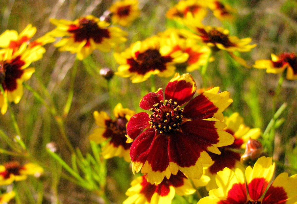 1000 PLAINS COREOPSIS (Golden Tickseed) Coreopsis Tinctoria Flower Seeds
