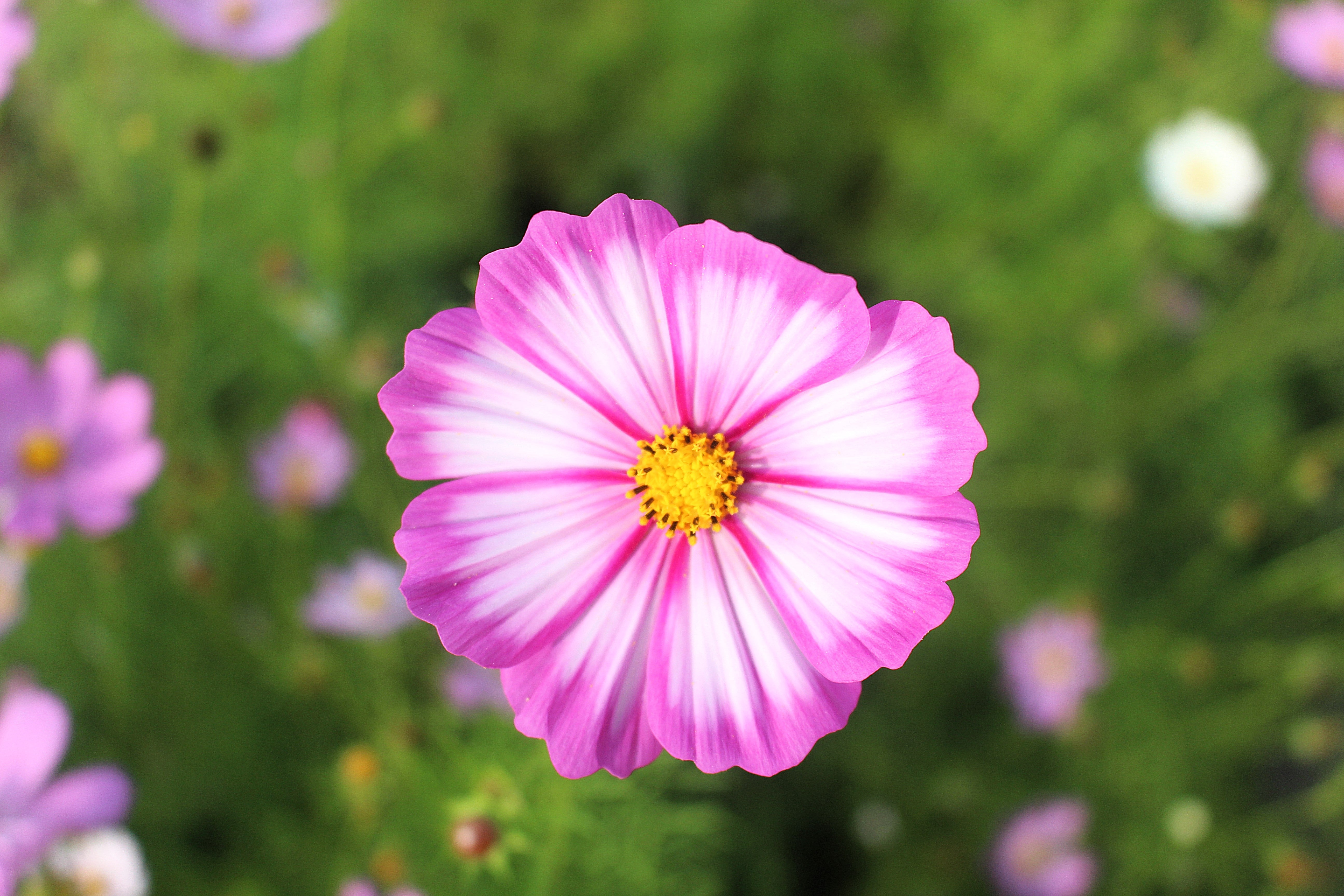 300 CANDY STRIPE COSMOS Bipinnatus Pink White Flower Seeds