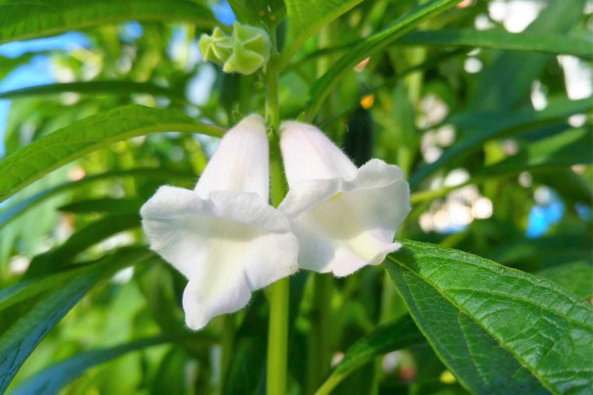 1500 Organic SESAME SEED Sesamum Indicum White Flower Vegetable Bread Seeds