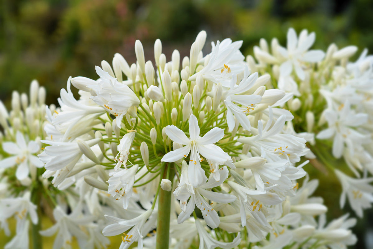 25 WHITE LILY of the NILE Agapanthus Orientalis African Lily Flower Seeds