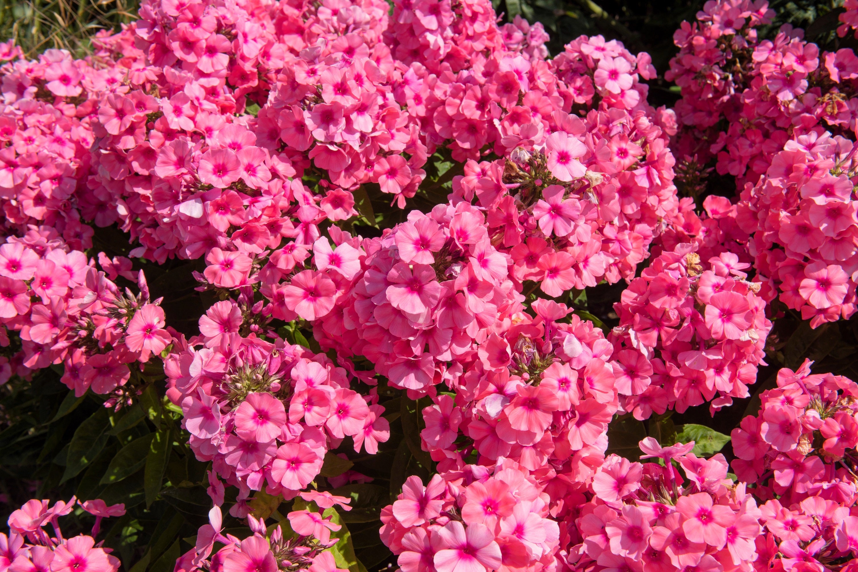 10 TALL GARDEN PHLOX Paniculata Mixed Colors 'New Hybrids Mix' Flower Seeds