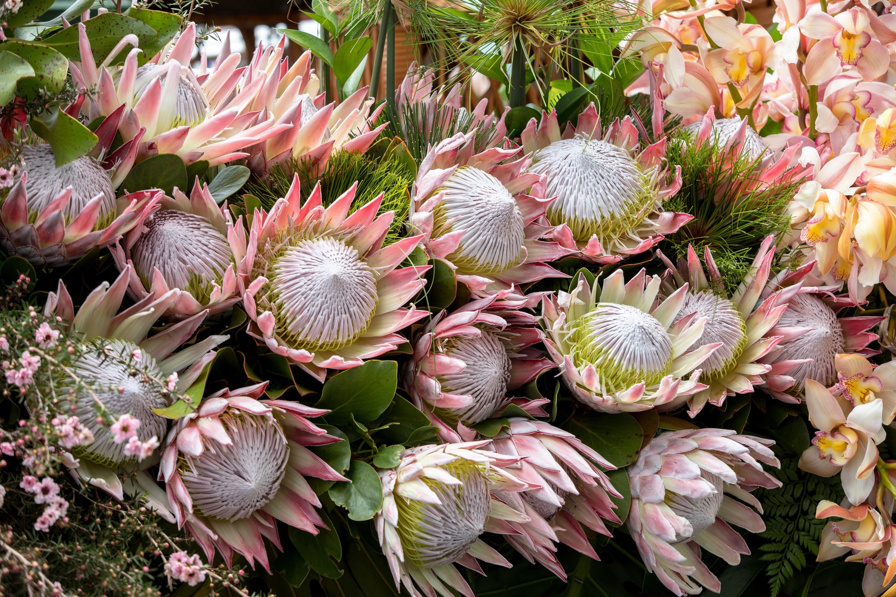 5 Giant KING PROTEA Cynaroides Sugarbush Rare 12" Flower Seeds