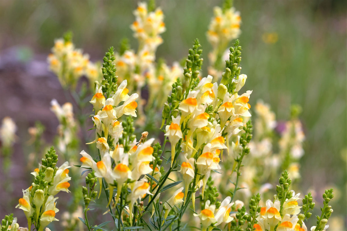 500 BUTTER & EGGS TOADFLAX Linaria Vulgaris Wild Snapdragon Bicolor Yellow Flower Seeds