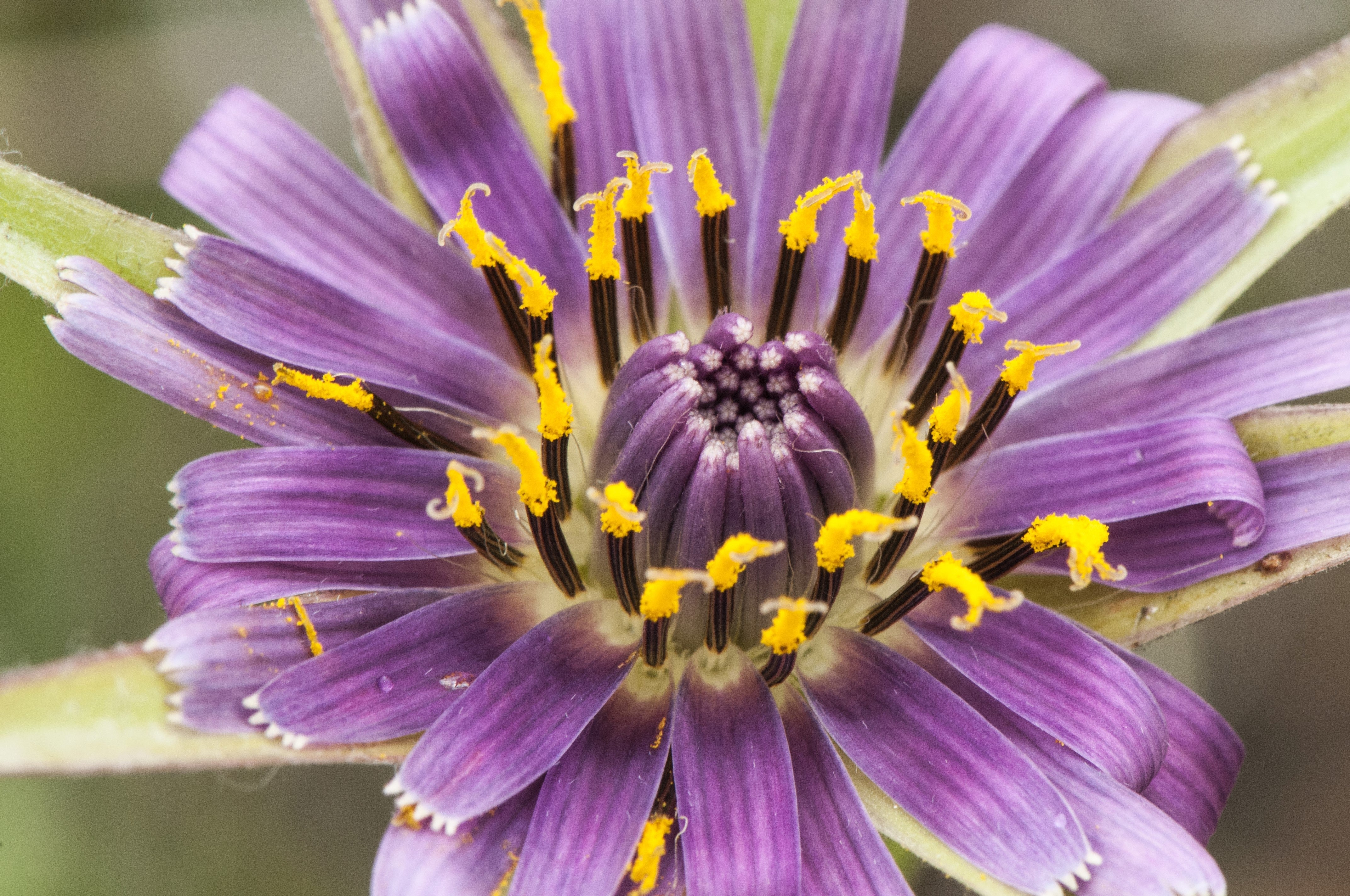 50 MAMMOTH Sandwich Island SALSIFY Tragopogon White Root Vegetable Oyster Flower Seeds
